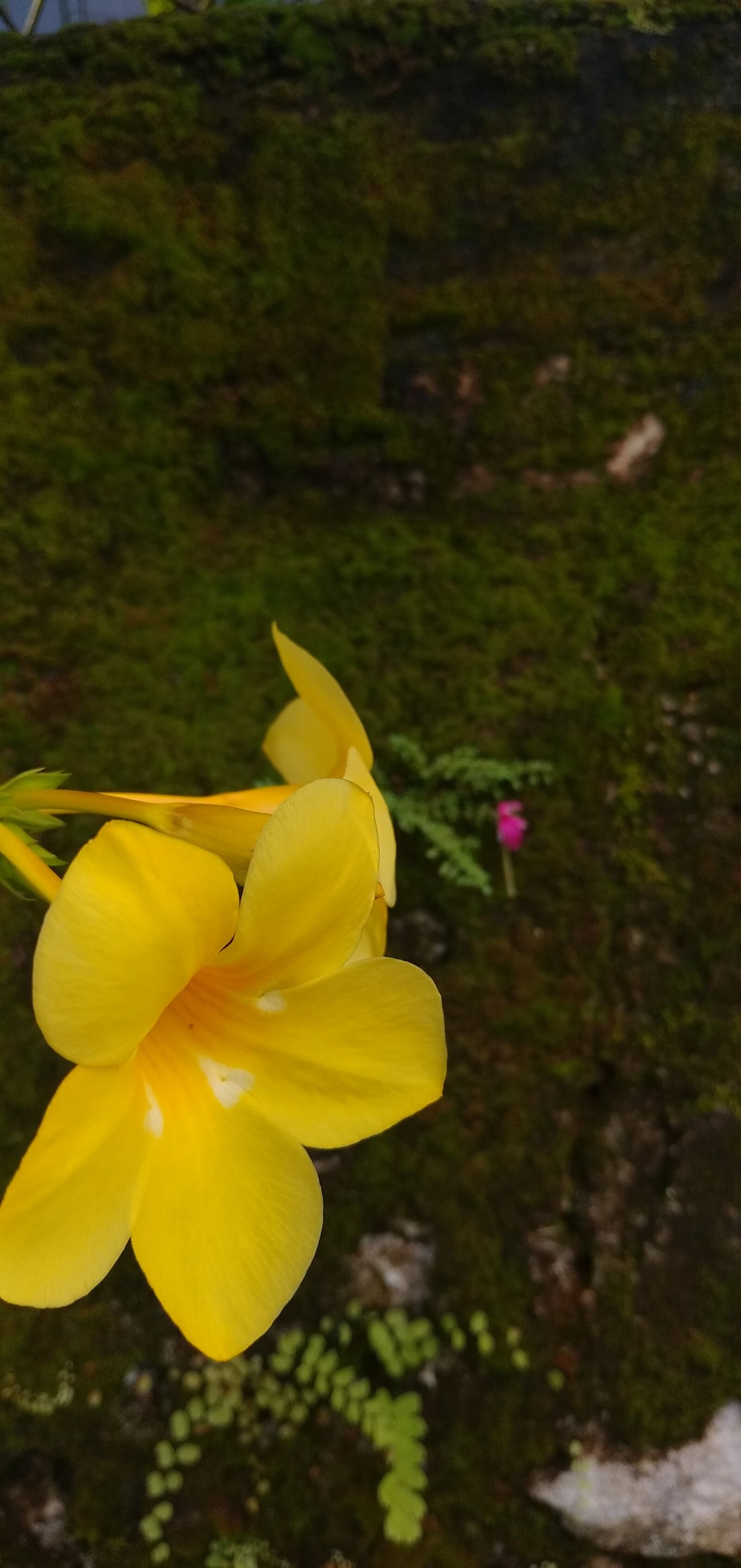 Xiaomi Redmi 8 sample photo. Flower, yellow, nature photography