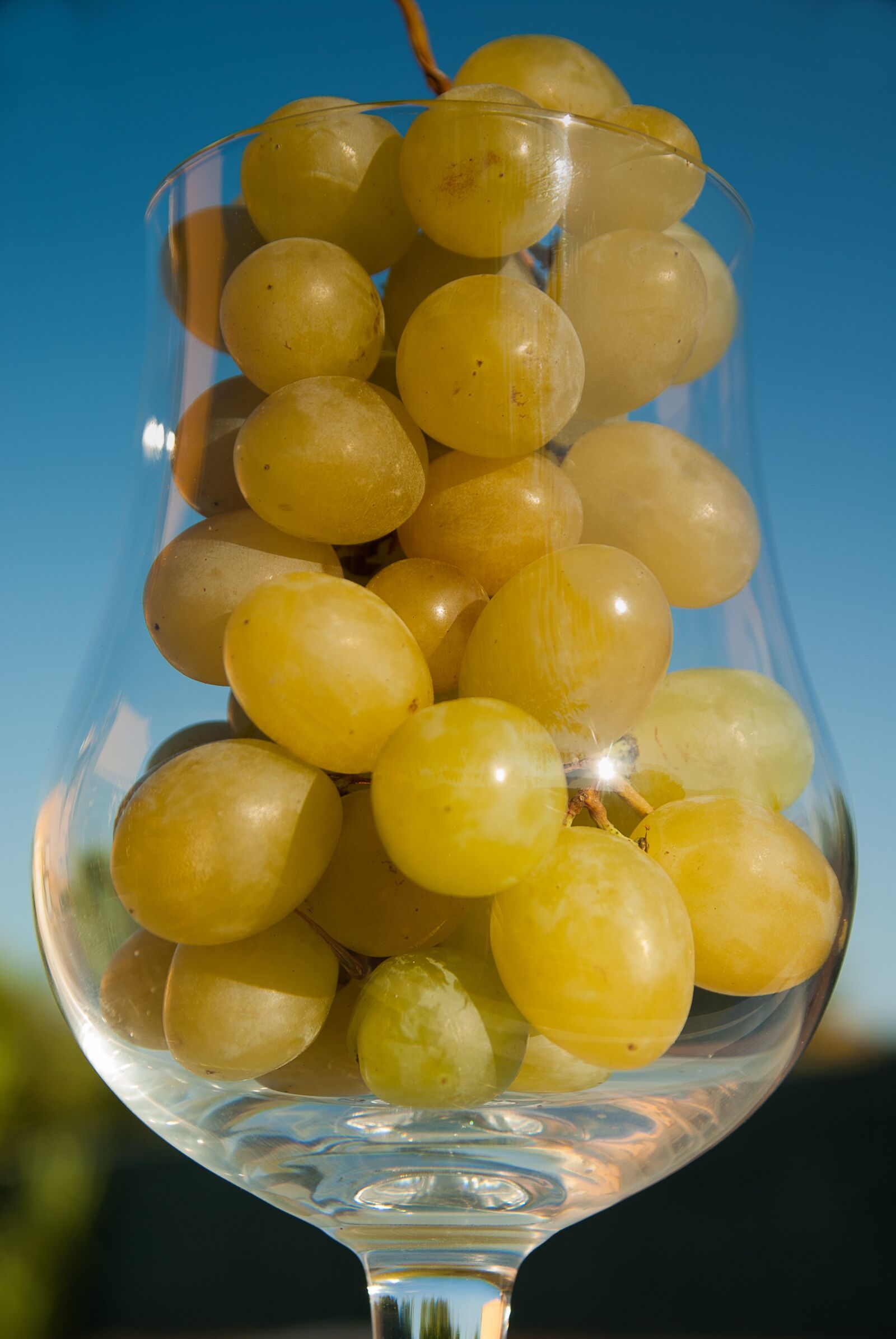 Pentax K10D sample photo. White grape, glass, harvest photography