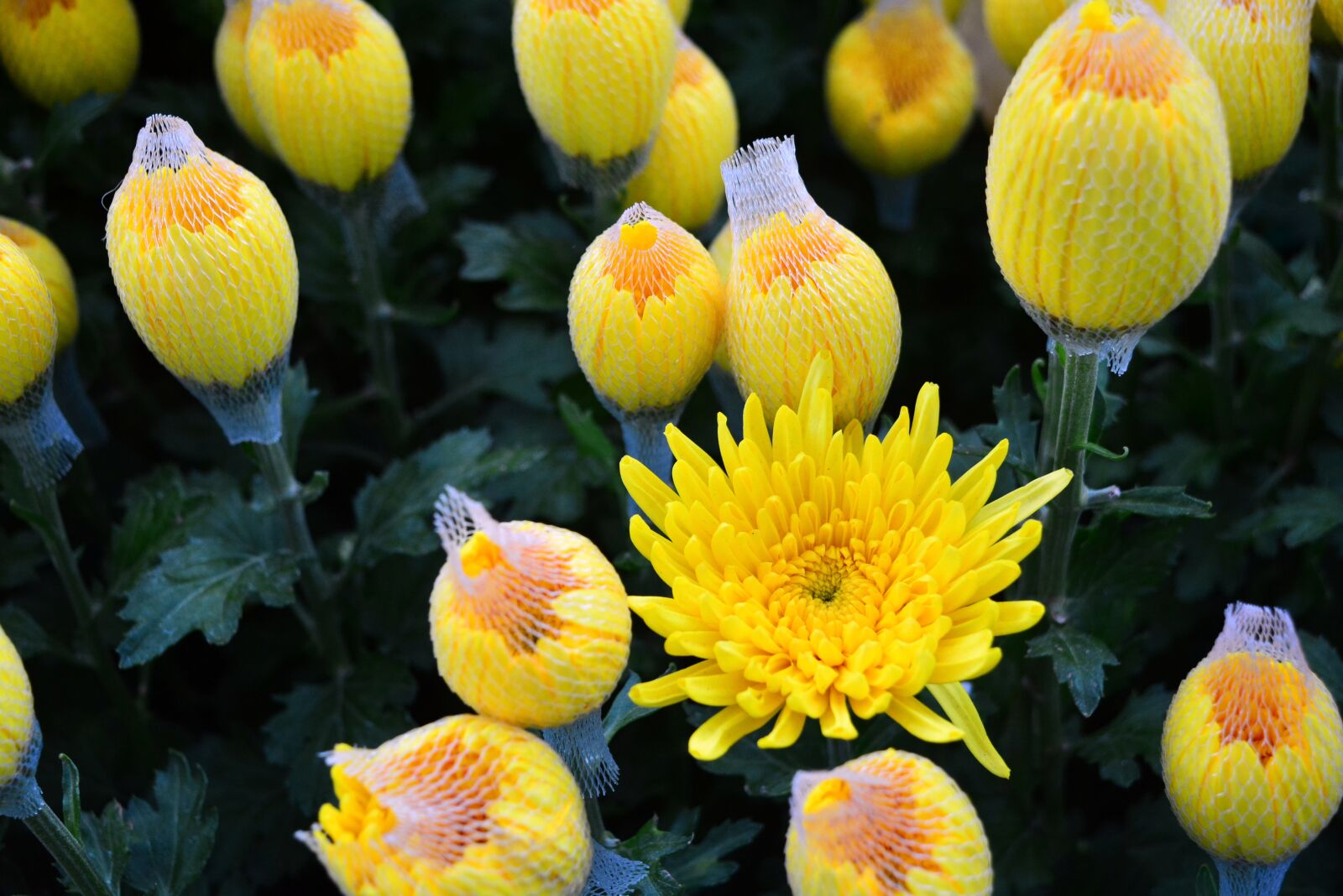 Nikon D5200 sample photo. Marigolds, yellow flowers, yellow photography