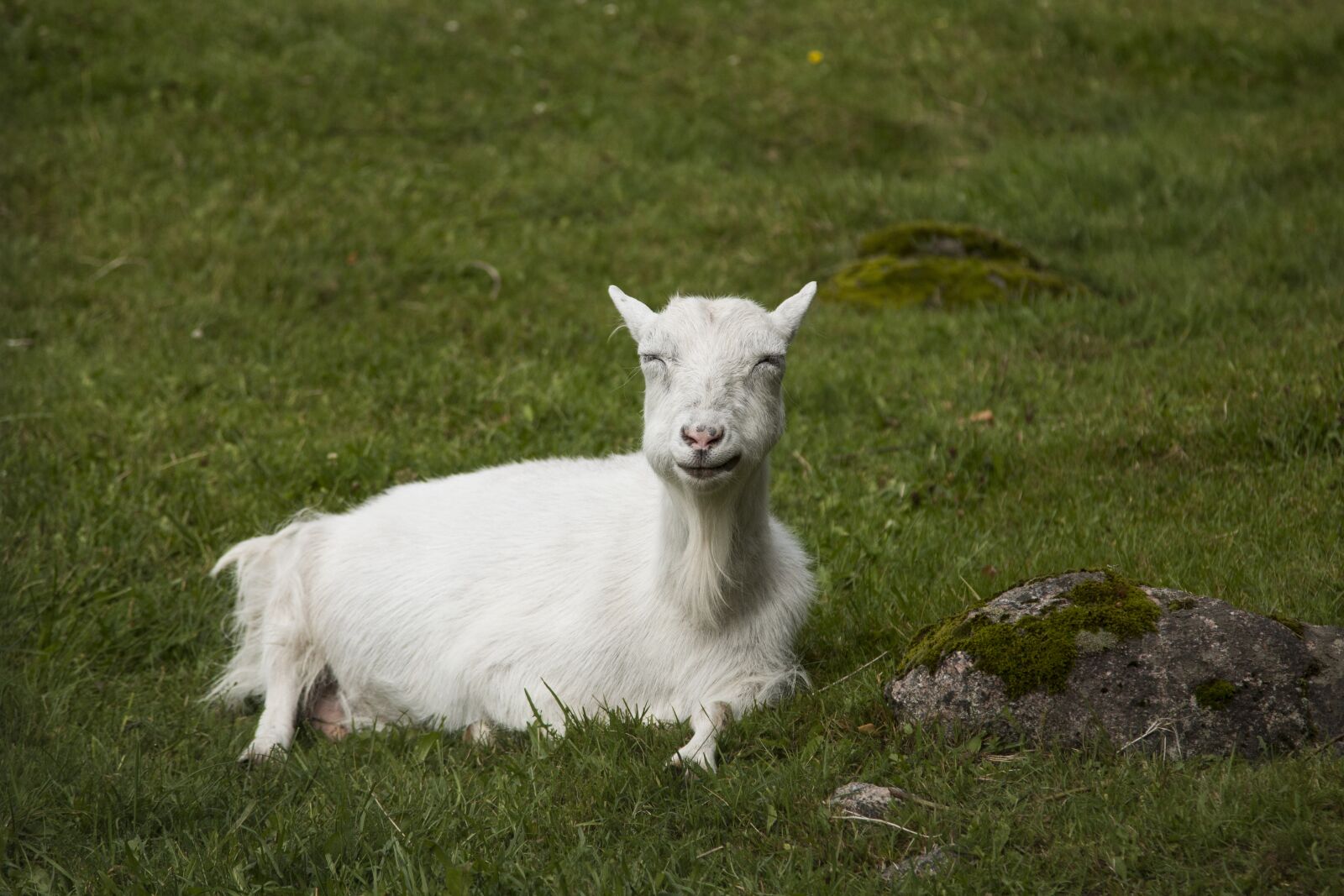 Canon EOS 70D + Canon EF 24-105mm F4L IS USM sample photo. Goat, domestic animal, animal photography