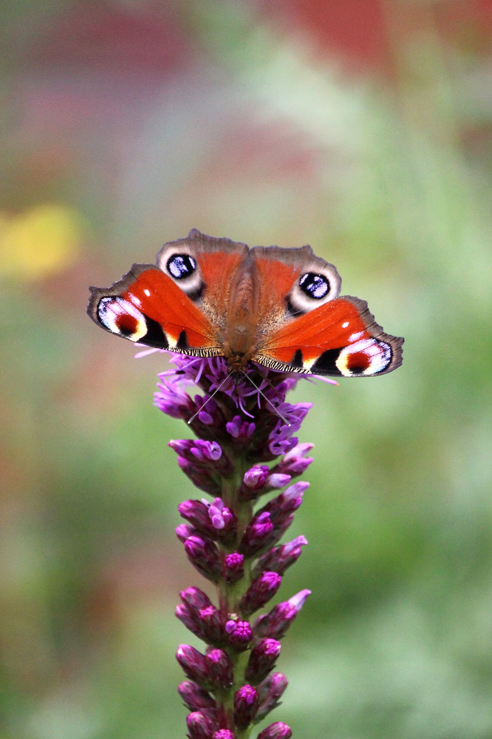 Canon EOS 700D (EOS Rebel T5i / EOS Kiss X7i) + Canon EF-S 55-250mm F4-5.6 IS STM sample photo. Peacock butterfly, butterfly, blossom photography