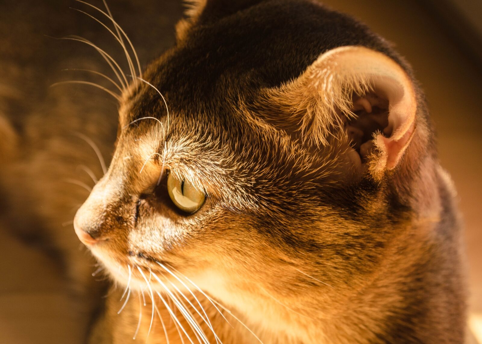 Nikon D5100 sample photo. Cat, abyssinian, feline photography
