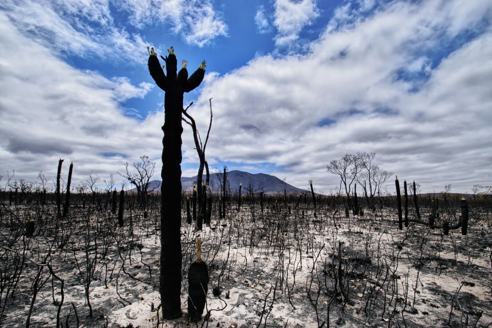 Nikon D3300 sample photo. Bushfire, australia, sky photography