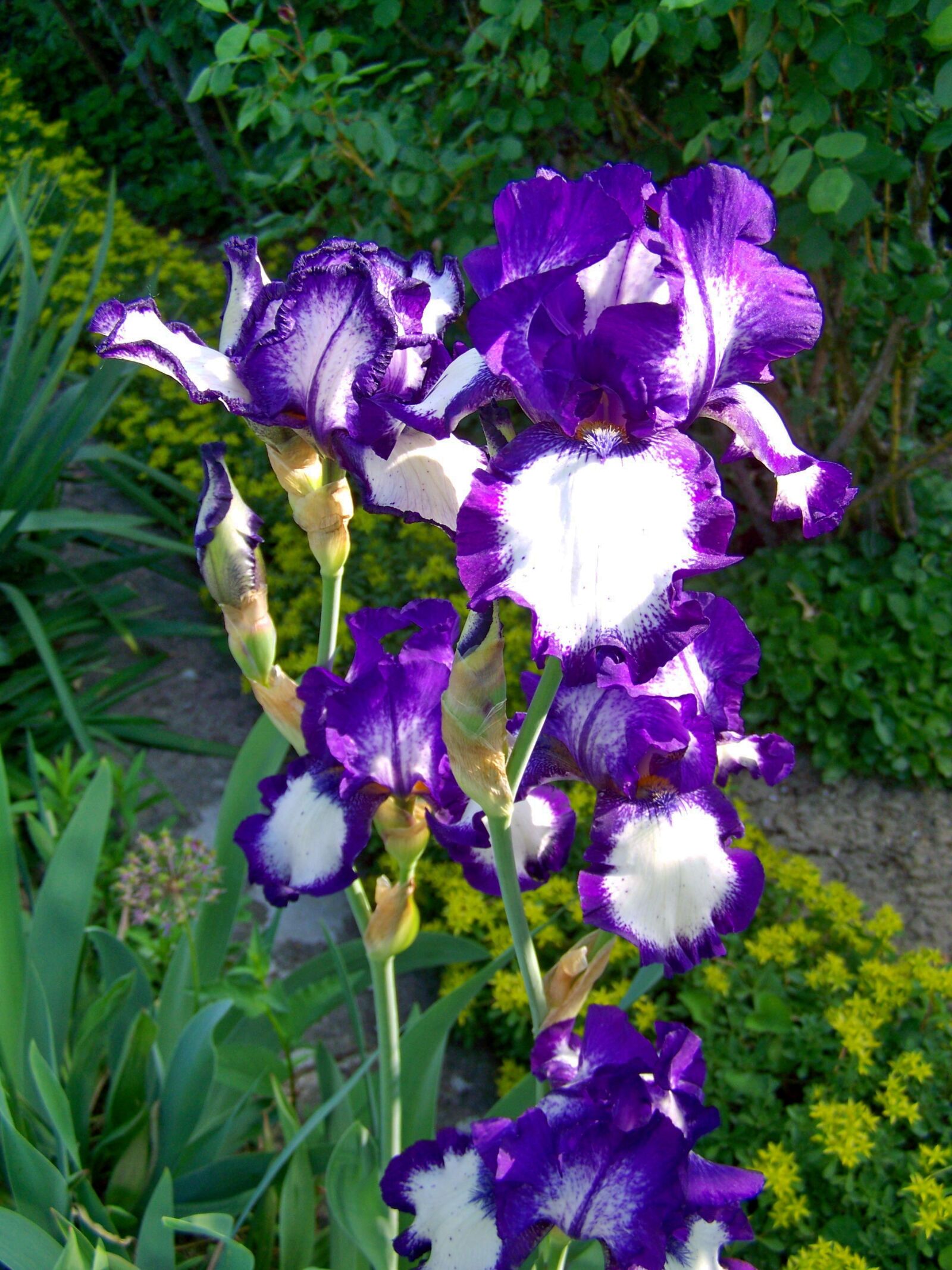 Kodak EASYSHARE ZD710 ZOOM DIGITAL CAMERA sample photo. Iris, fleur-de-lis, purple-white-flowered photography