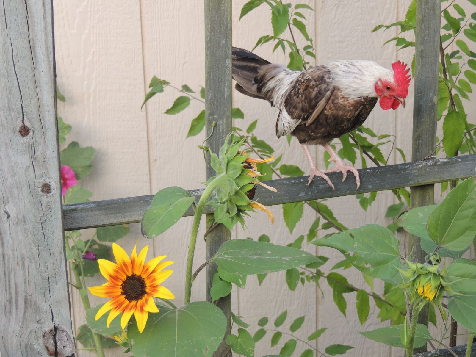 Nikon Coolpix P510 sample photo. Bantam, rooster, chickens photography
