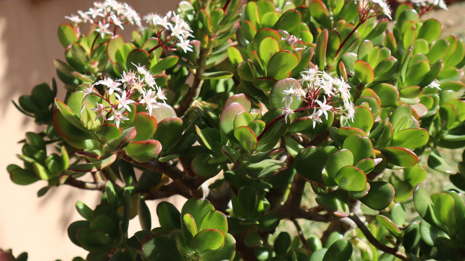 Canon EOS M50 (EOS Kiss M) sample photo. Tree of jade, crassula photography