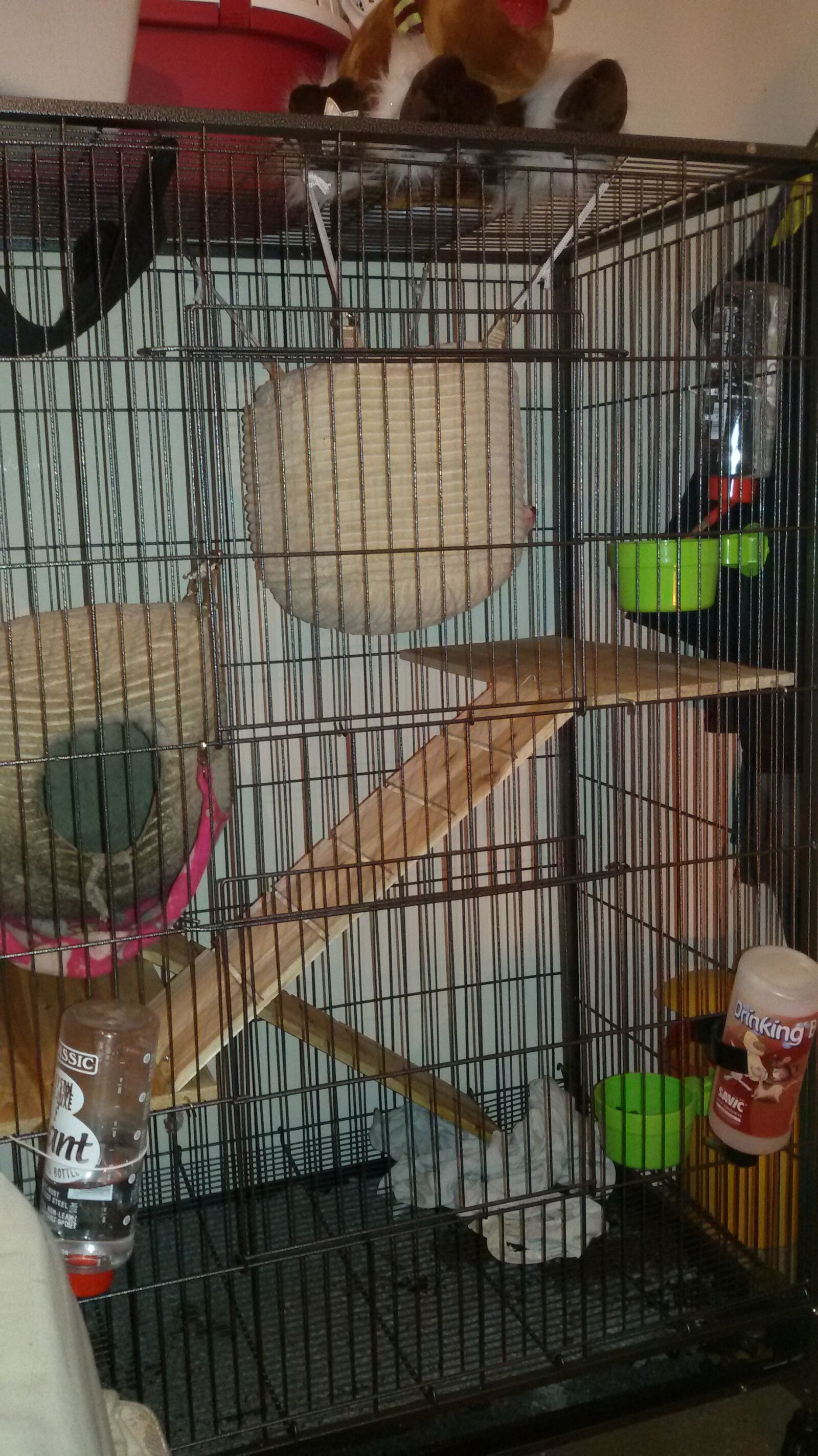 Samsung Galaxy S3 Neo sample photo. Cage, ferrets, pet photography