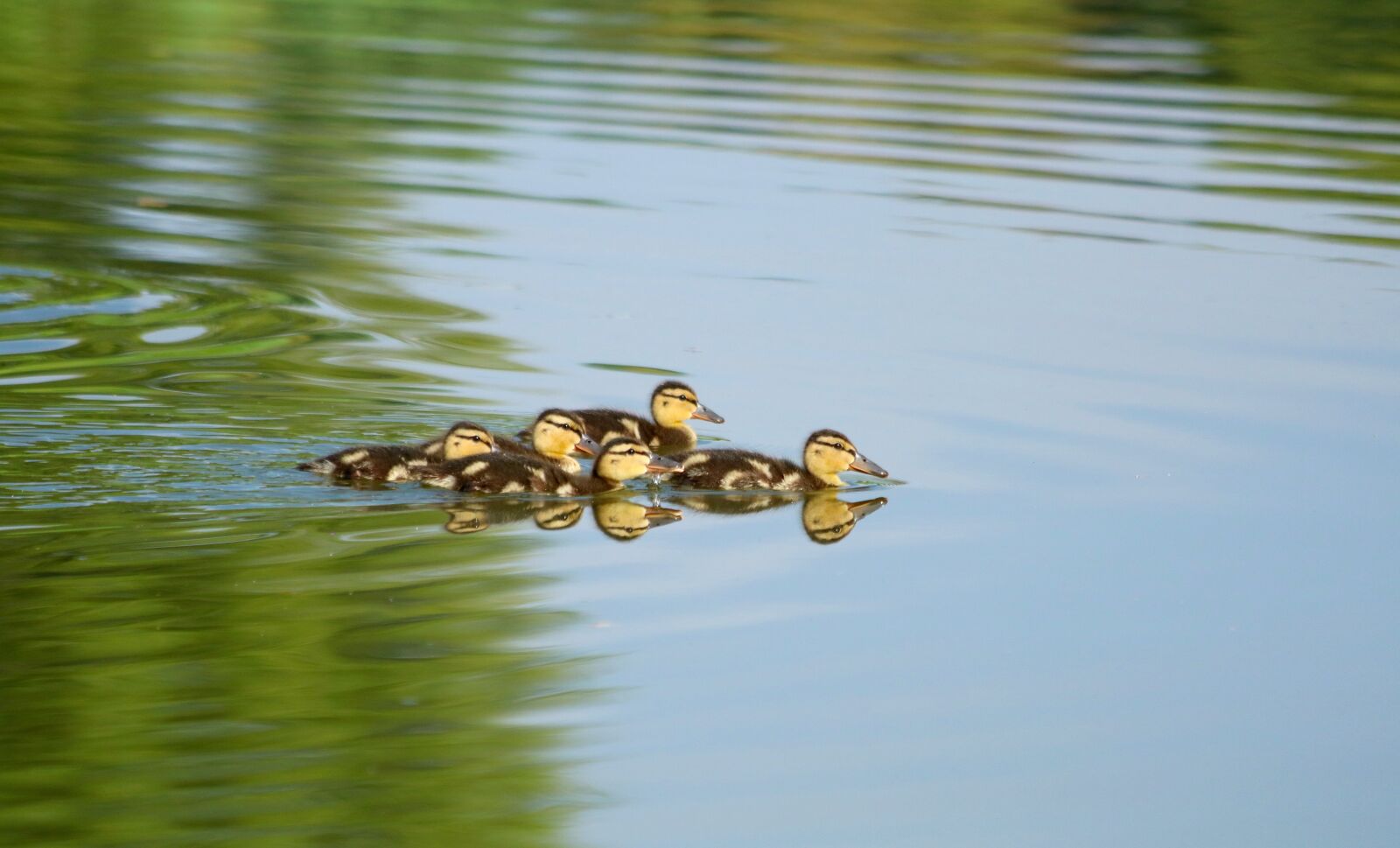 Canon EOS 750D (EOS Rebel T6i / EOS Kiss X8i) + Canon EF 70-300mm F4-5.6 IS USM sample photo. Ducks, ducklings, brood photography