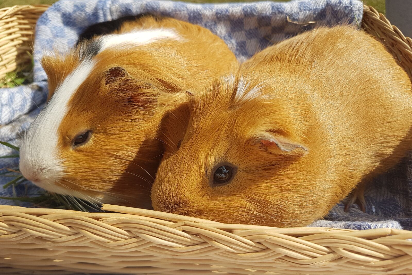 Samsung Galaxy S7 sample photo. Guinea pig, basket, pet photography