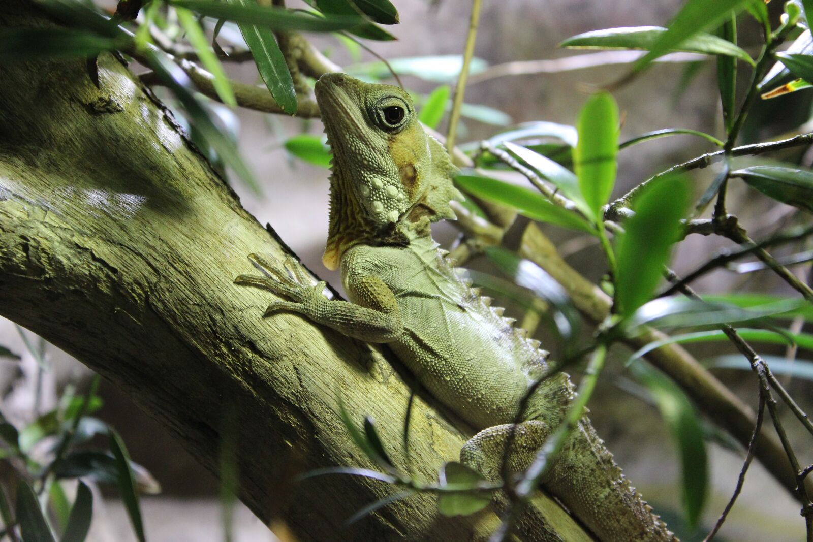 Canon EOS 600D (Rebel EOS T3i / EOS Kiss X5) sample photo. Branch, centered, green photography