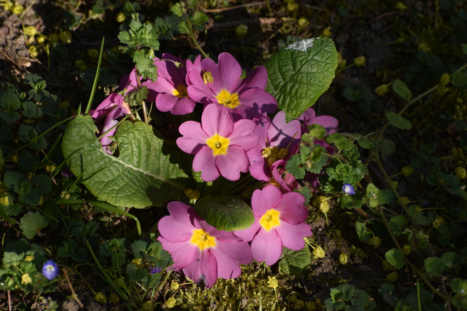 Nikon D3500 sample photo. Flower, spring, primrose photography