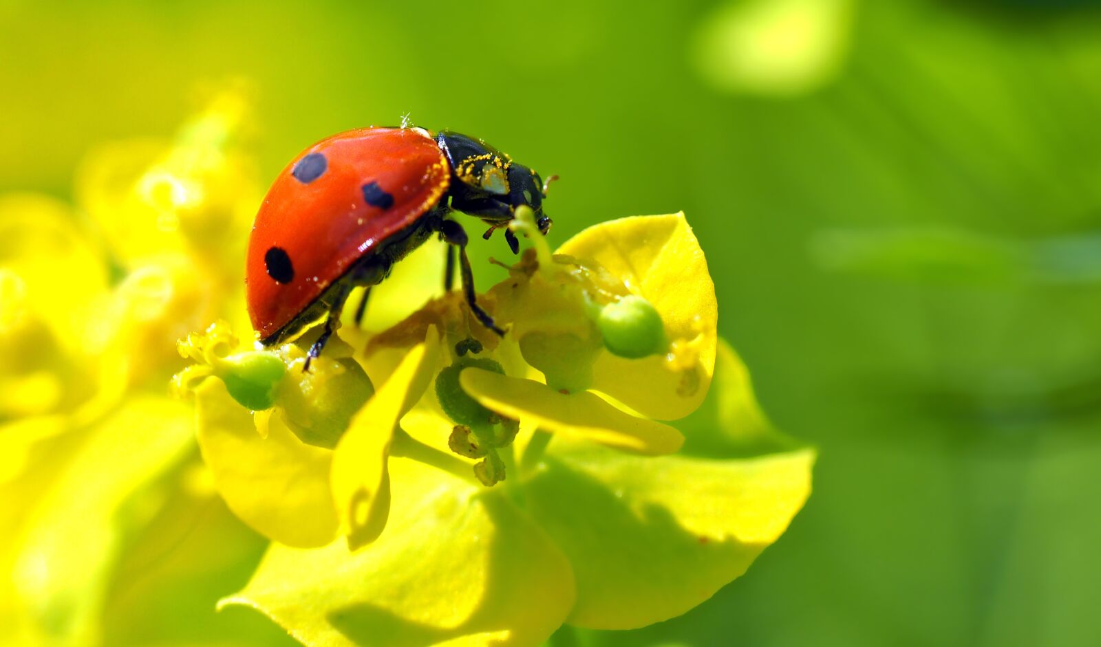 Olympus M.Zuiko Digital ED 60mm F2.8 Macro sample photo. Ladybug, lucky ladybug, lucky photography