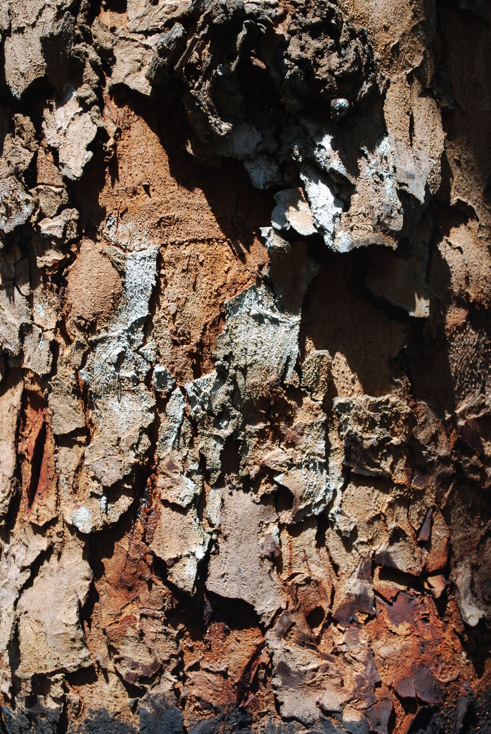 Nikon D60 sample photo. Mahogany, tribe, bark photography