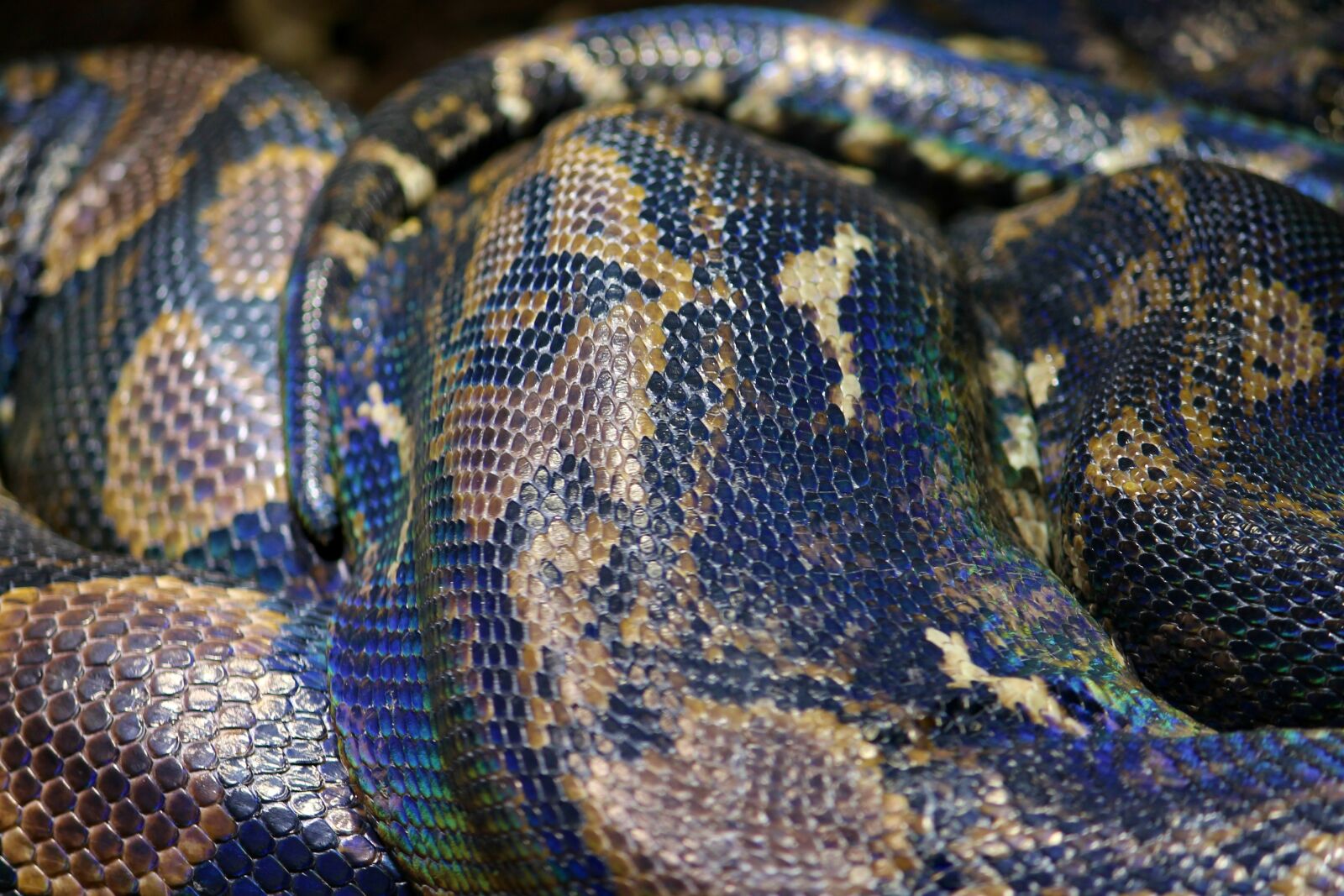 Canon EOS 1100D (EOS Rebel T3 / EOS Kiss X50) sample photo. Snake skin, python, net photography