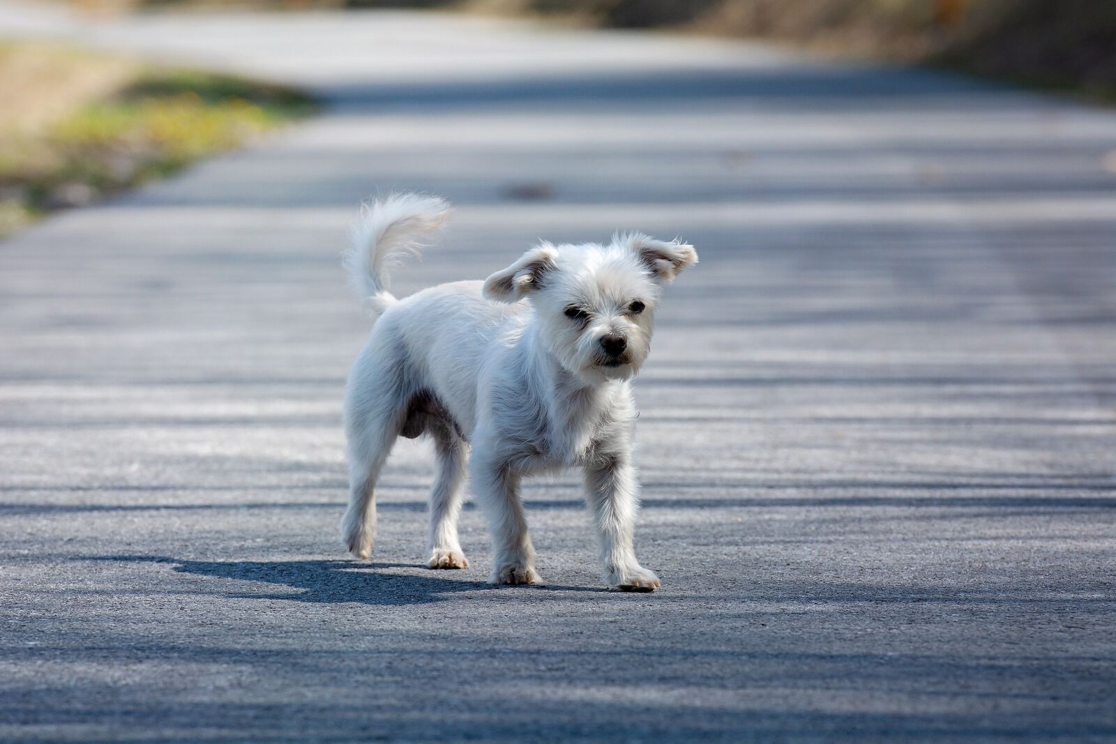 Nikon D7100 sample photo. Dog, small, white photography