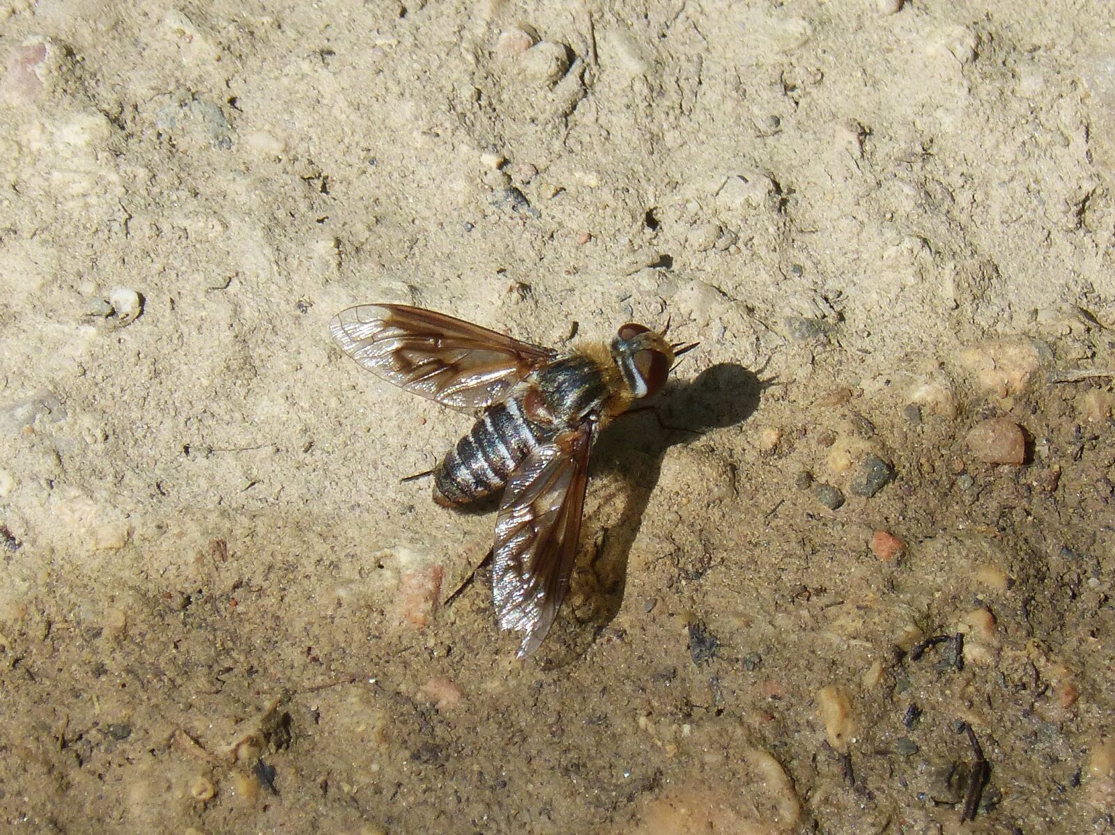 Panasonic DMC-FZ62 sample photo. Horsefly, botfly, sting photography