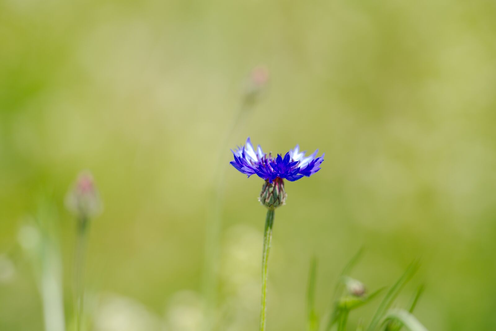Nikon D750 sample photo. Cornflower, flower, spring photography