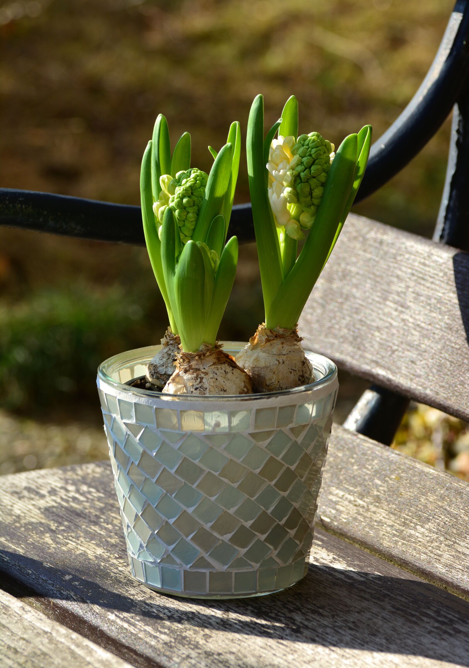 Nikon D5200 sample photo. Hyacinth, flowers, spring photography