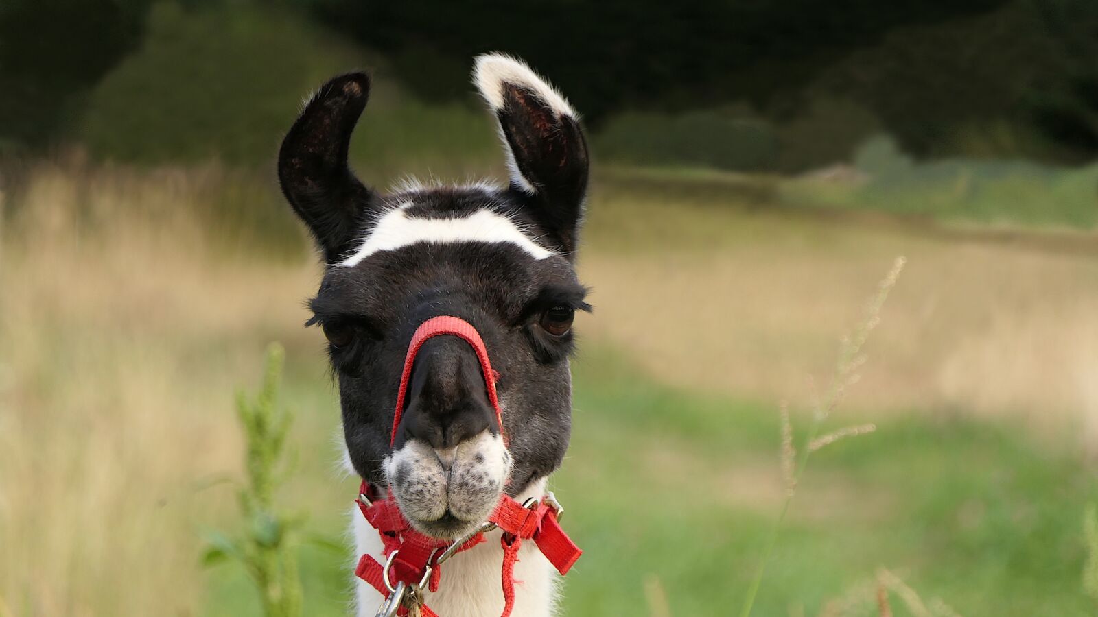 Panasonic Lumix DMC-FZ2500 (Lumix DMC-FZ2000) sample photo. Lama, head, erect ears photography