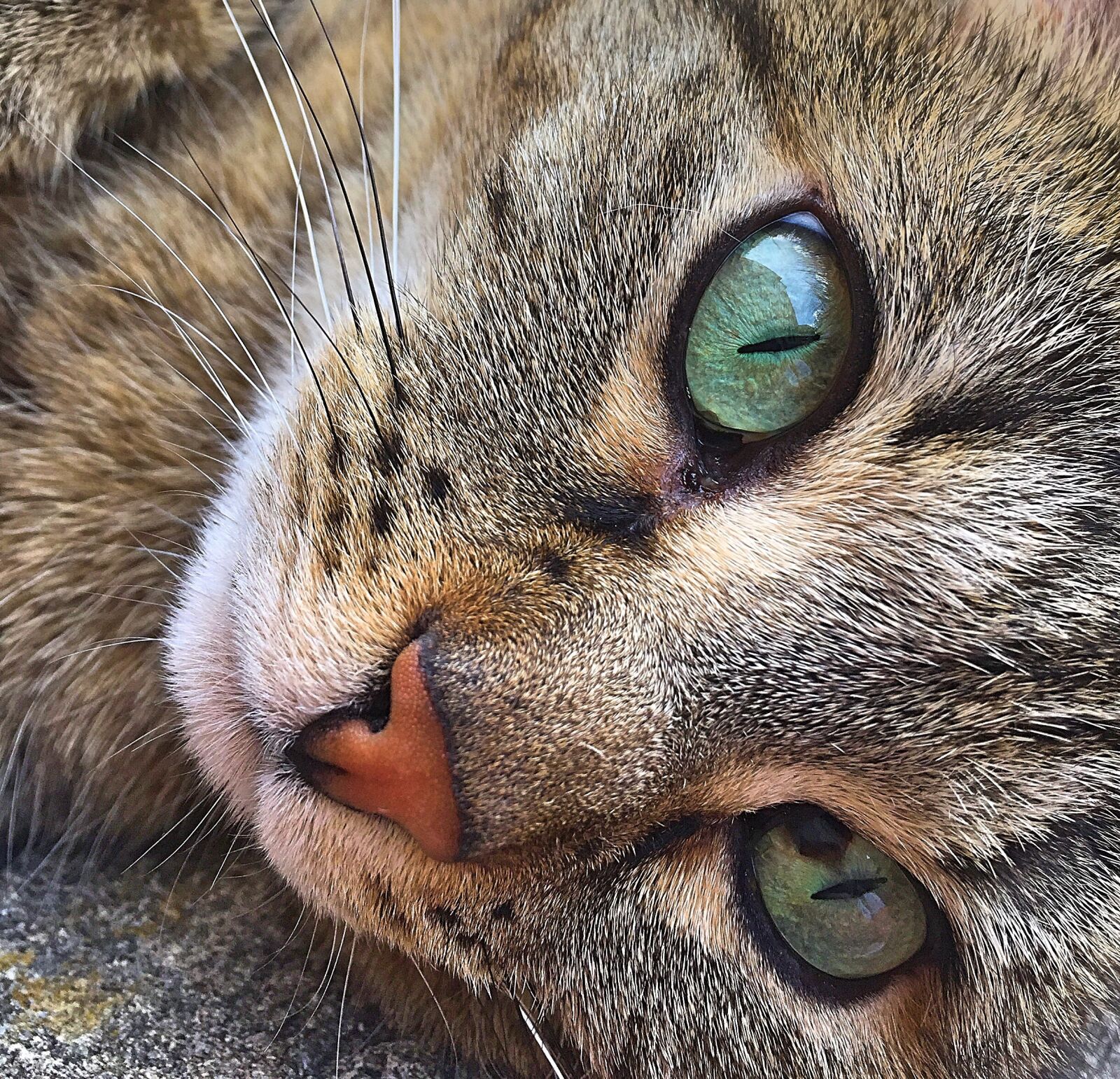 Apple iPhone 6 sample photo. Cat, mieze, tiger photography