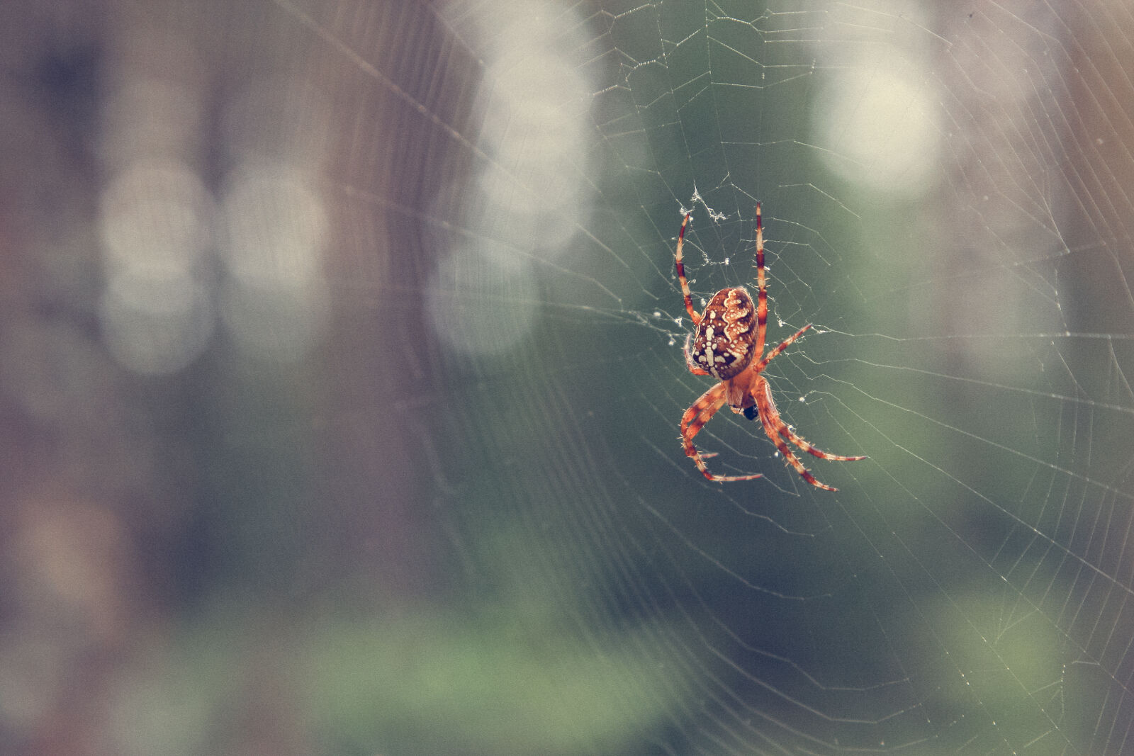 Canon EOS 40D + Canon EF 24-105mm F4L IS USM sample photo. Autumn, forest, spider, spider photography