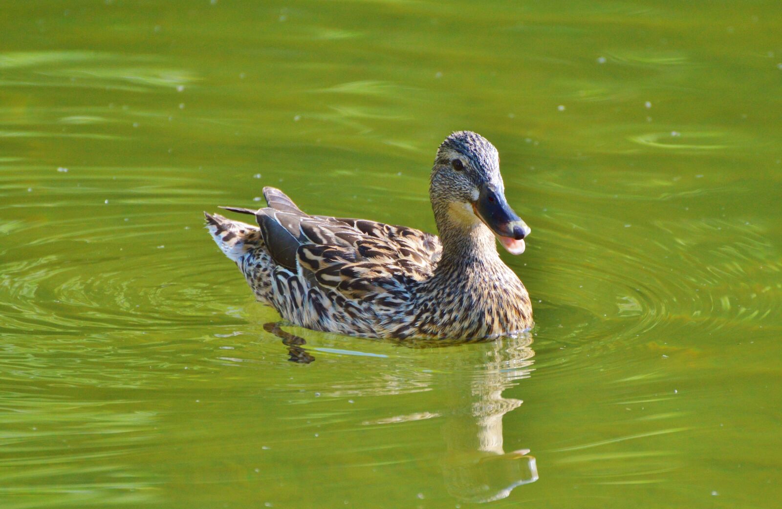 Nikon D3200 sample photo. Ducks, waterfowl, mallard photography