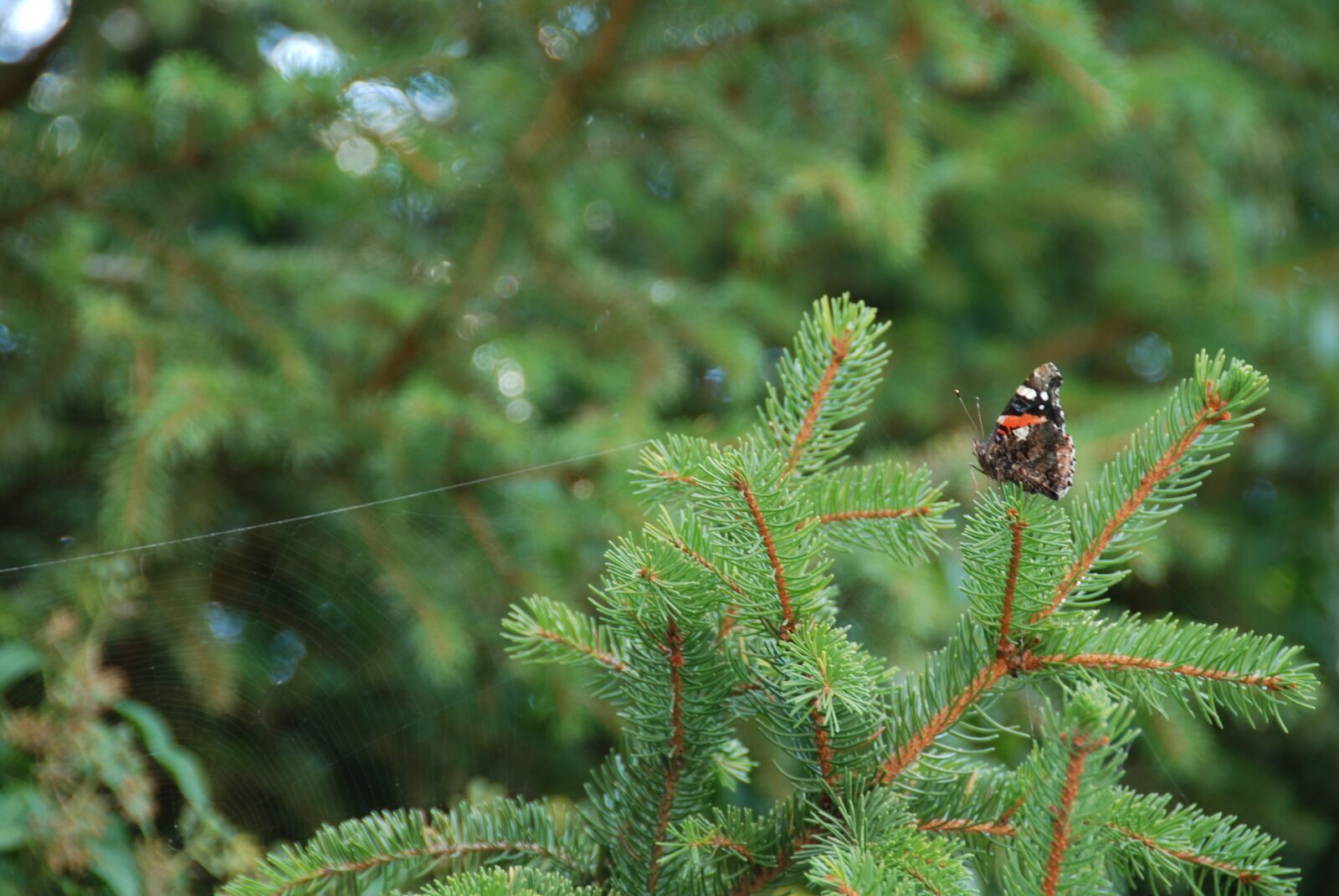 Nikon D80 sample photo. Brad, butterfly, nature photography