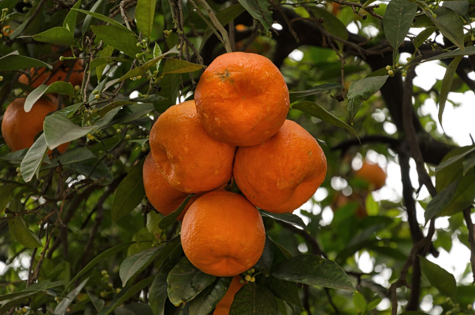 Nikon D5100 sample photo. Fruit, food, tree photography