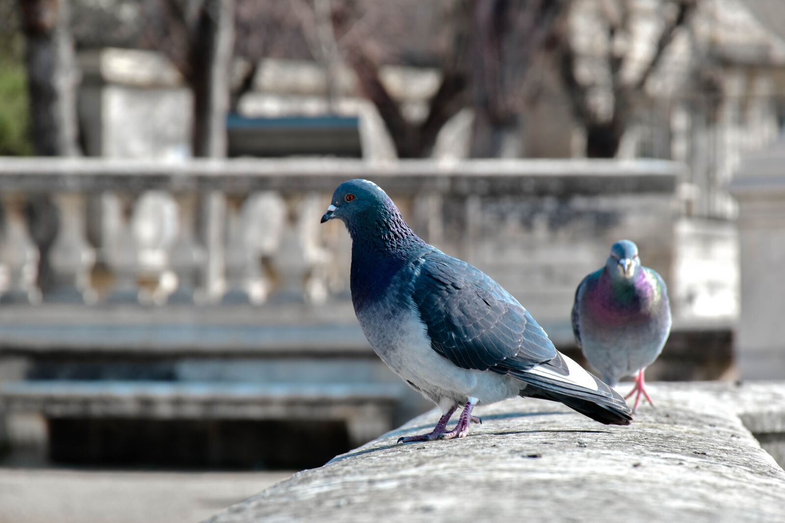 Nikon D5500 sample photo. Bird, pigeon, nature photography