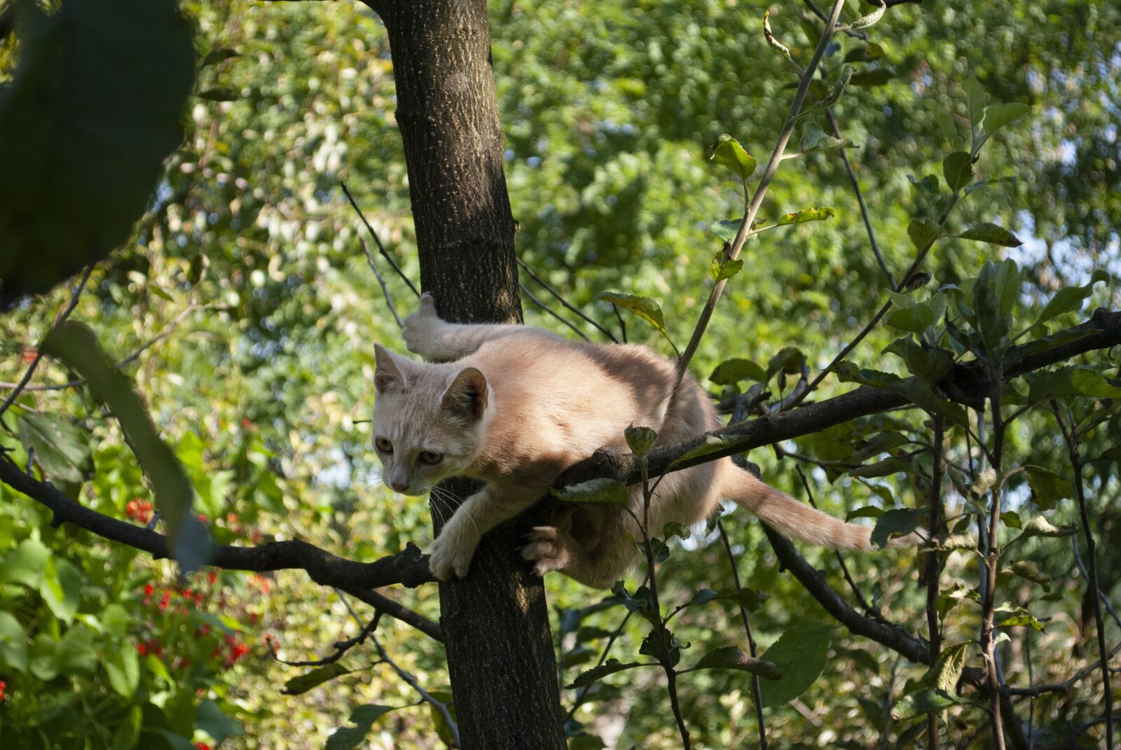 Nikon D3000 sample photo. Kitten, cat, cute photography