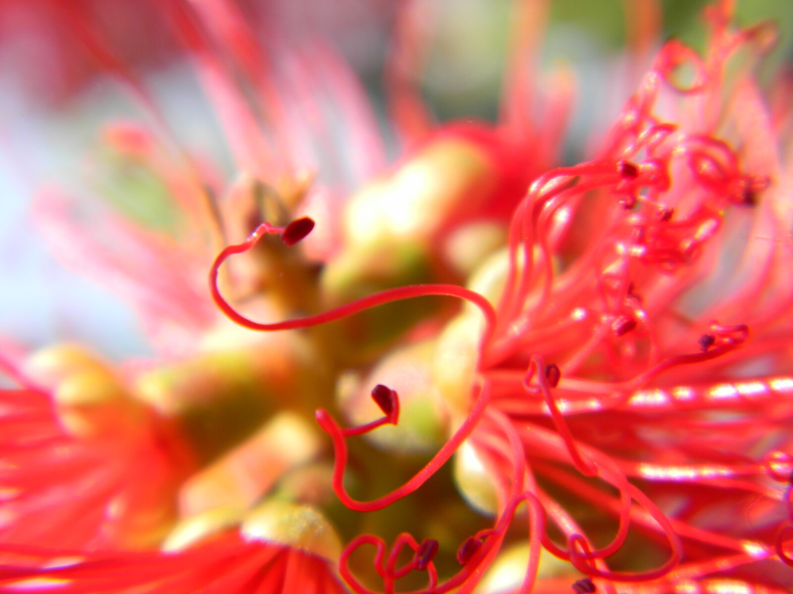Nikon Coolpix L110 sample photo. Abstract, flower, flowers photography