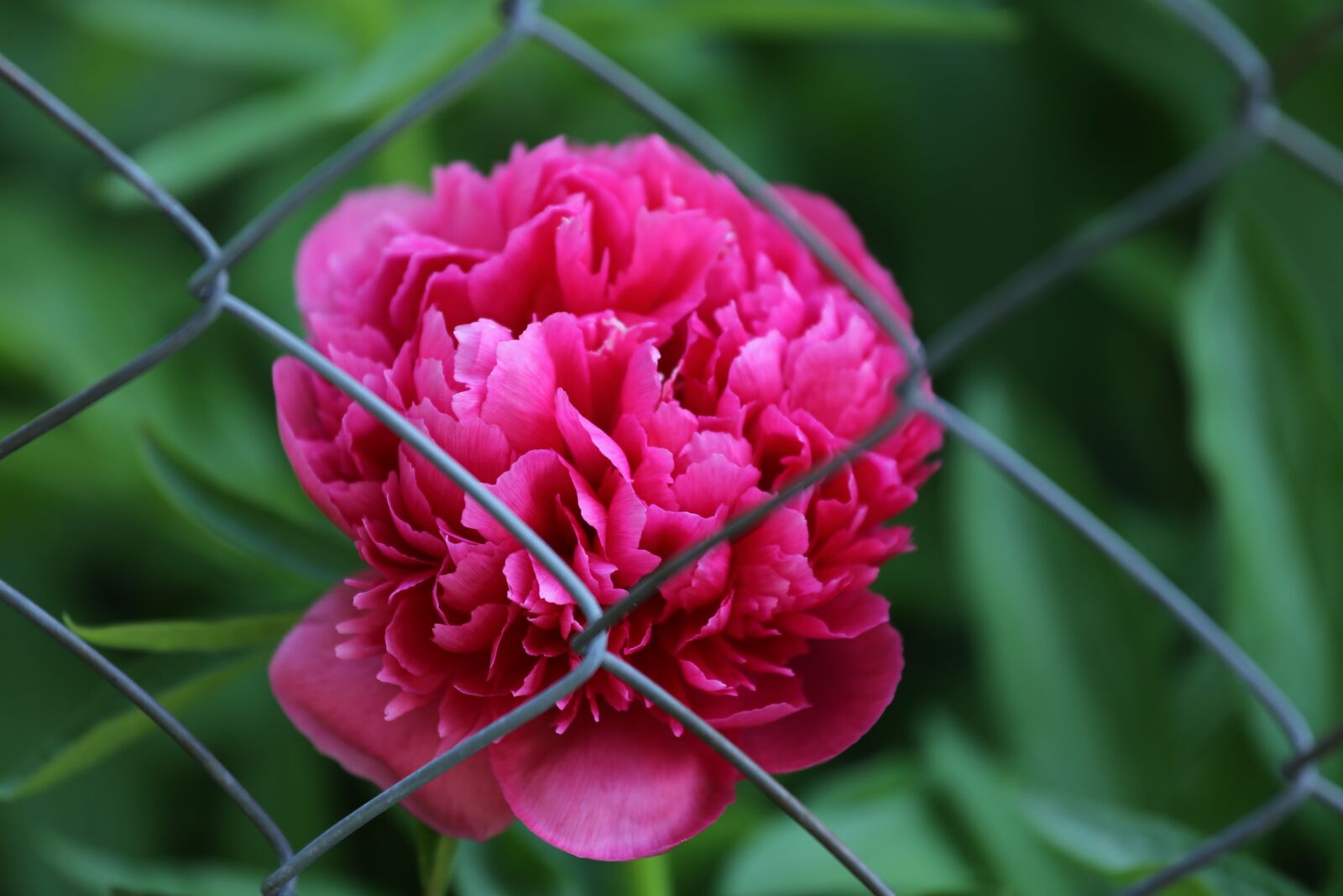 Canon EOS 6D + Canon EF 70-200mm F4L IS USM sample photo. Violet peony, paeonia, flower photography