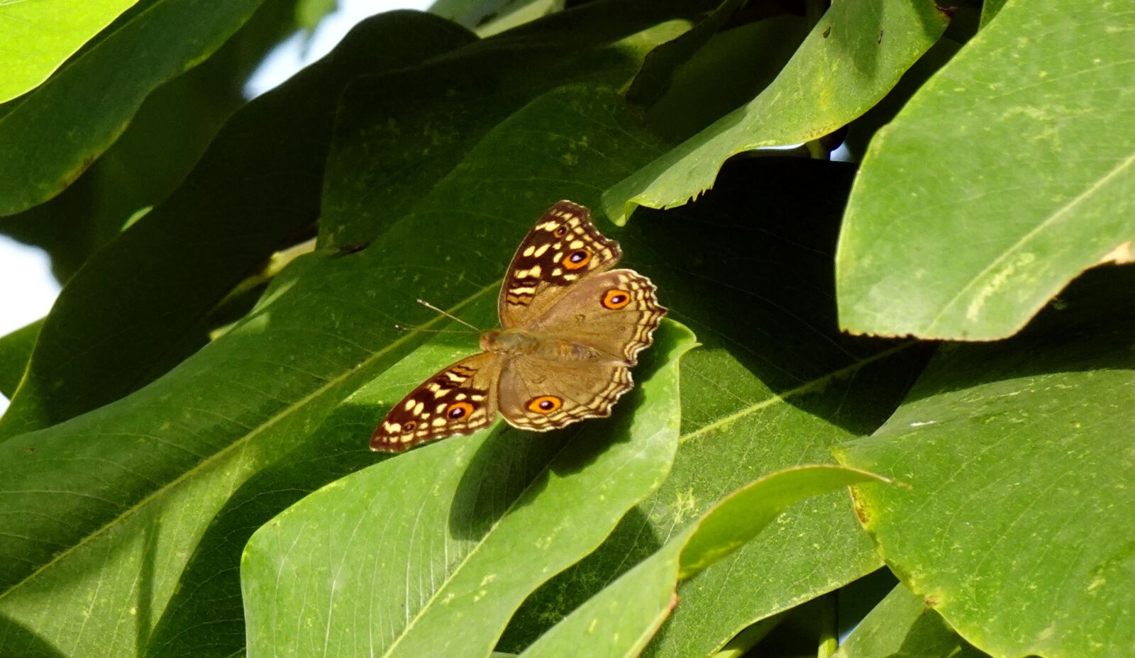 Sony DSC-WX800 sample photo. Butterfly, junonia lemonias, lemon photography