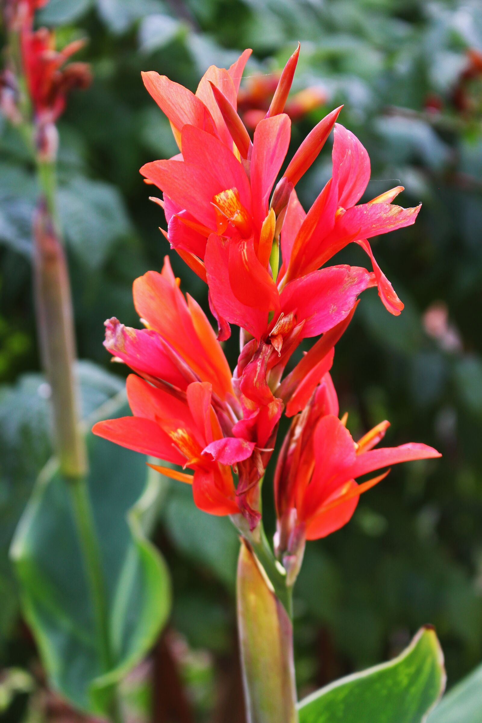 Canon EOS 700D (EOS Rebel T5i / EOS Kiss X7i) sample photo. Indian flower tube, floral photography