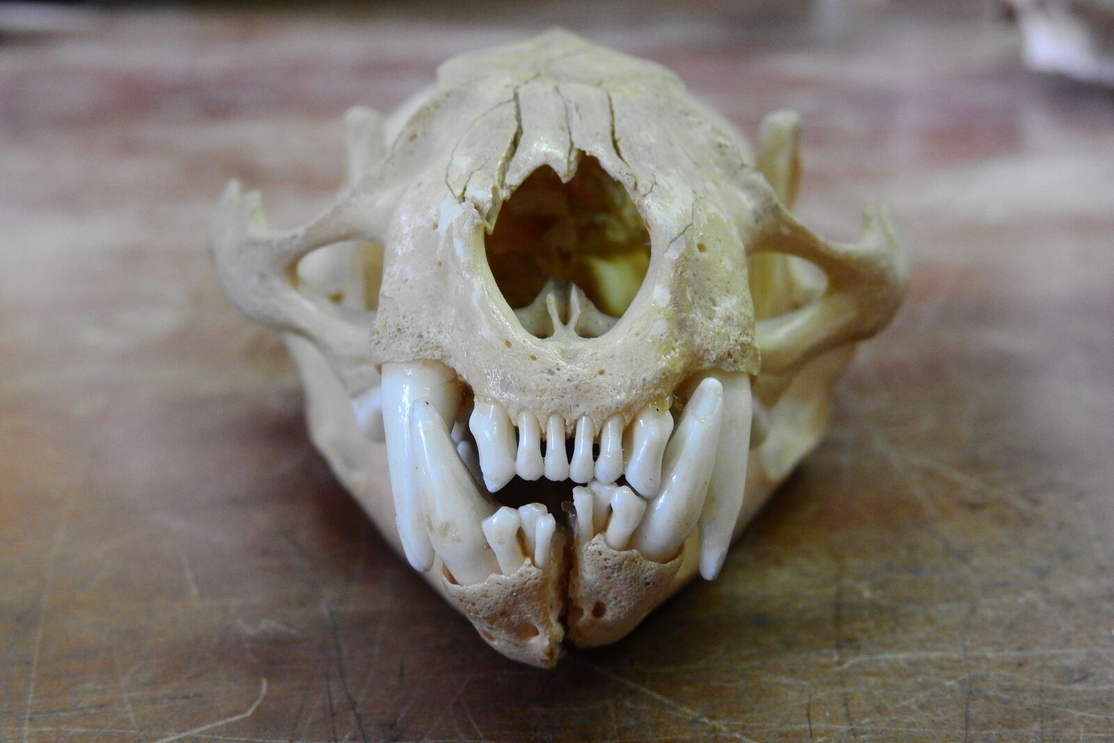 Nikon Coolpix P610 sample photo. Skull, front teeth, teeth photography