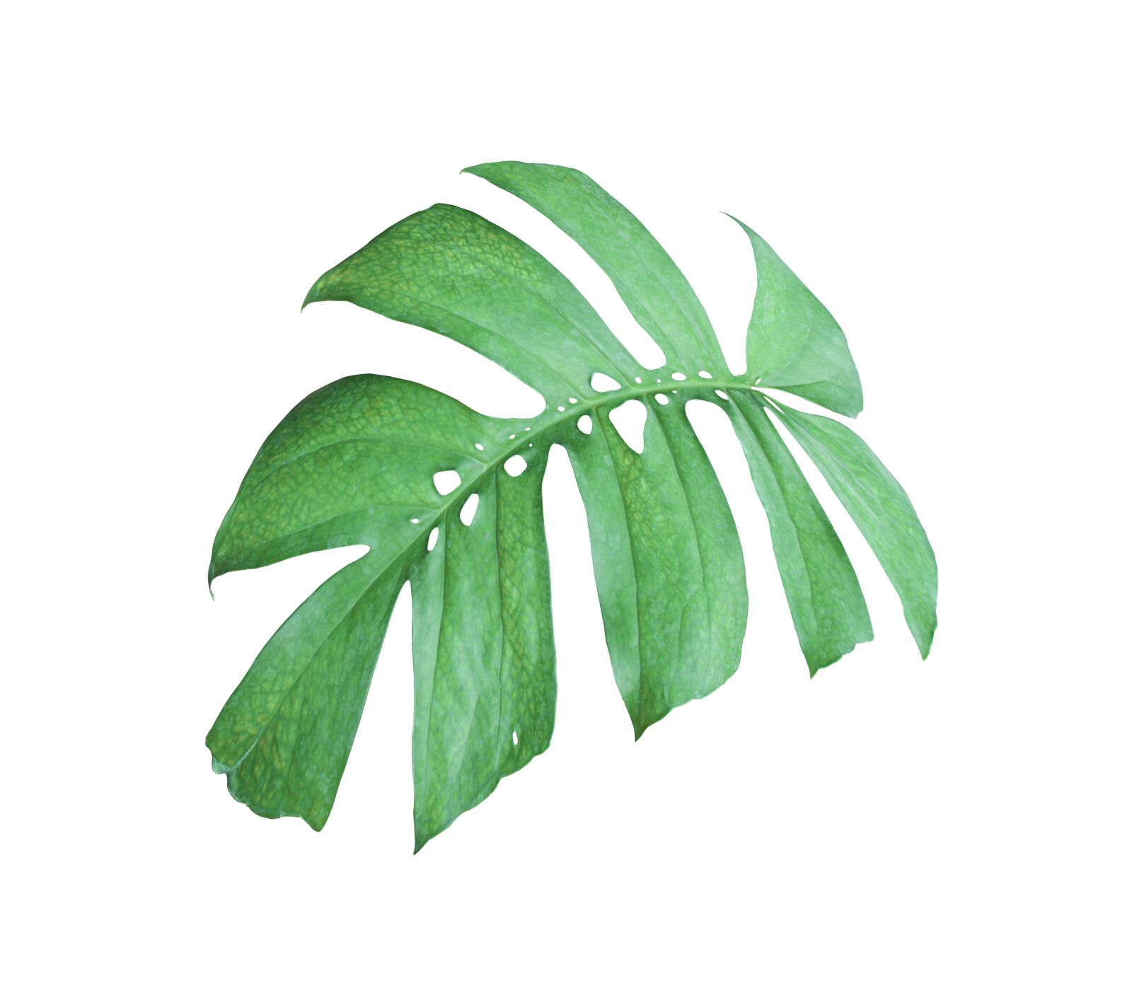 Canon EOS 700D (EOS Rebel T5i / EOS Kiss X7i) sample photo. Palm, leaf, green photography