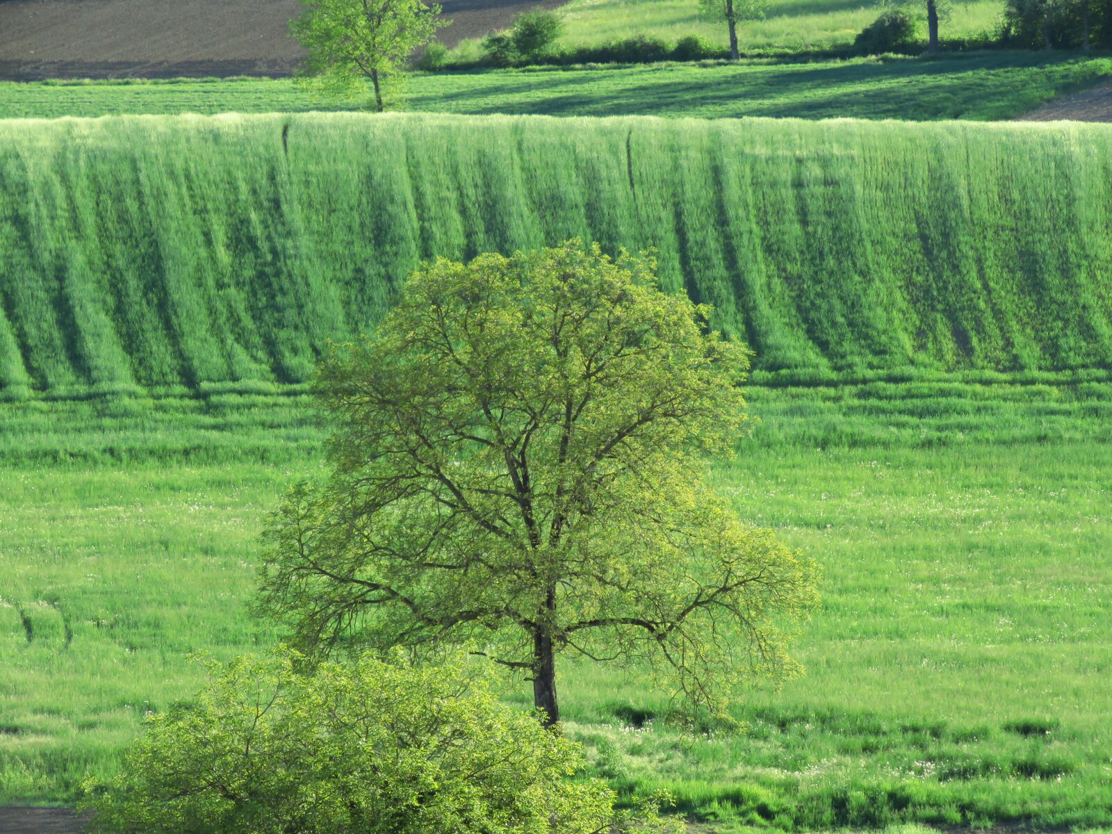 Canon PowerShot SX60 HS sample photo. Tree, fields, nature photography
