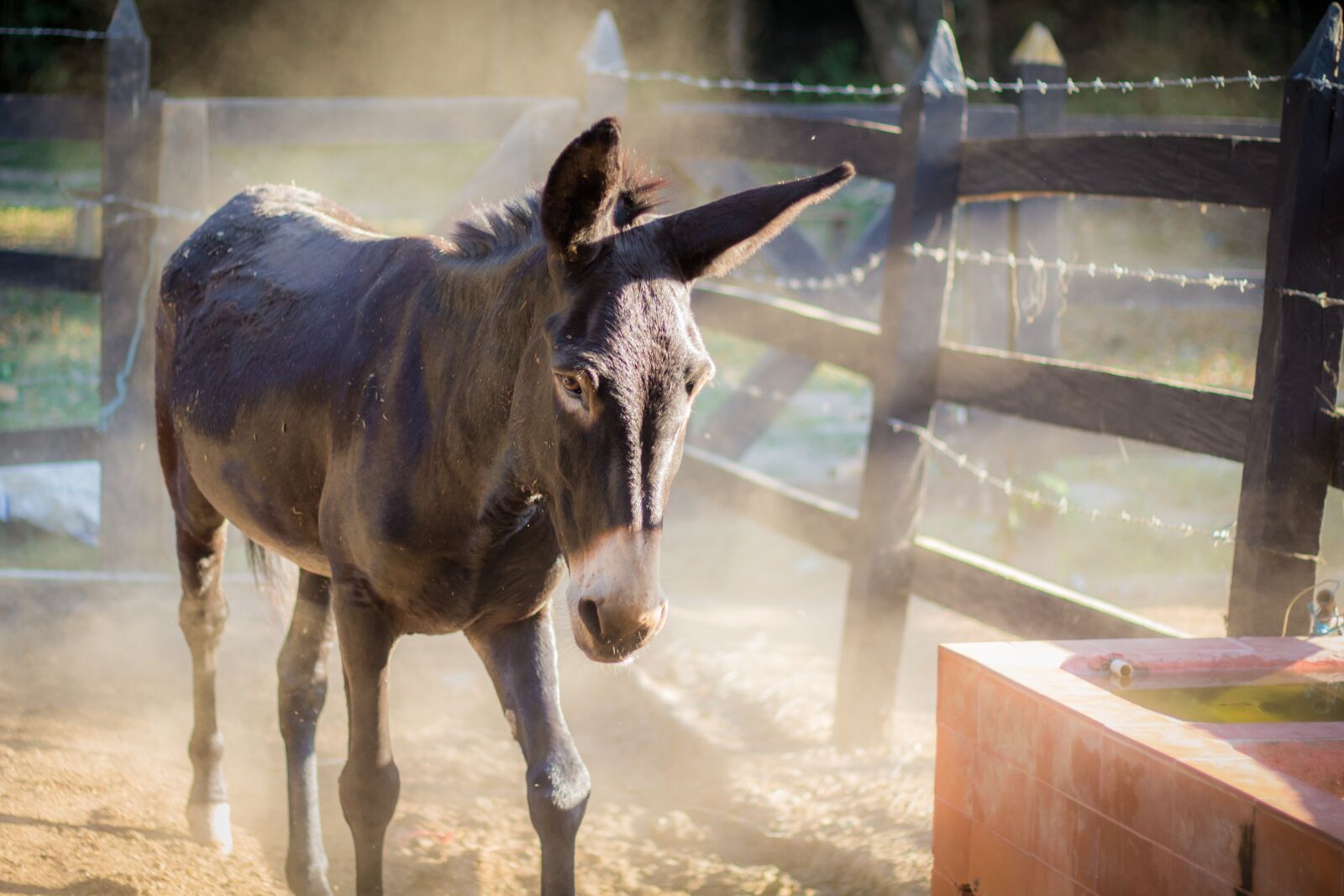 Canon EOS 700D (EOS Rebel T5i / EOS Kiss X7i) sample photo. Donkey, sad, animal photography