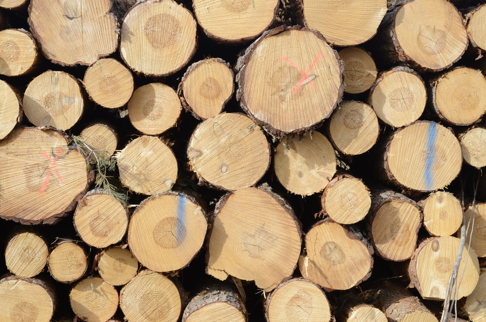 Nikon D5100 sample photo. Wood, structure, tree photography