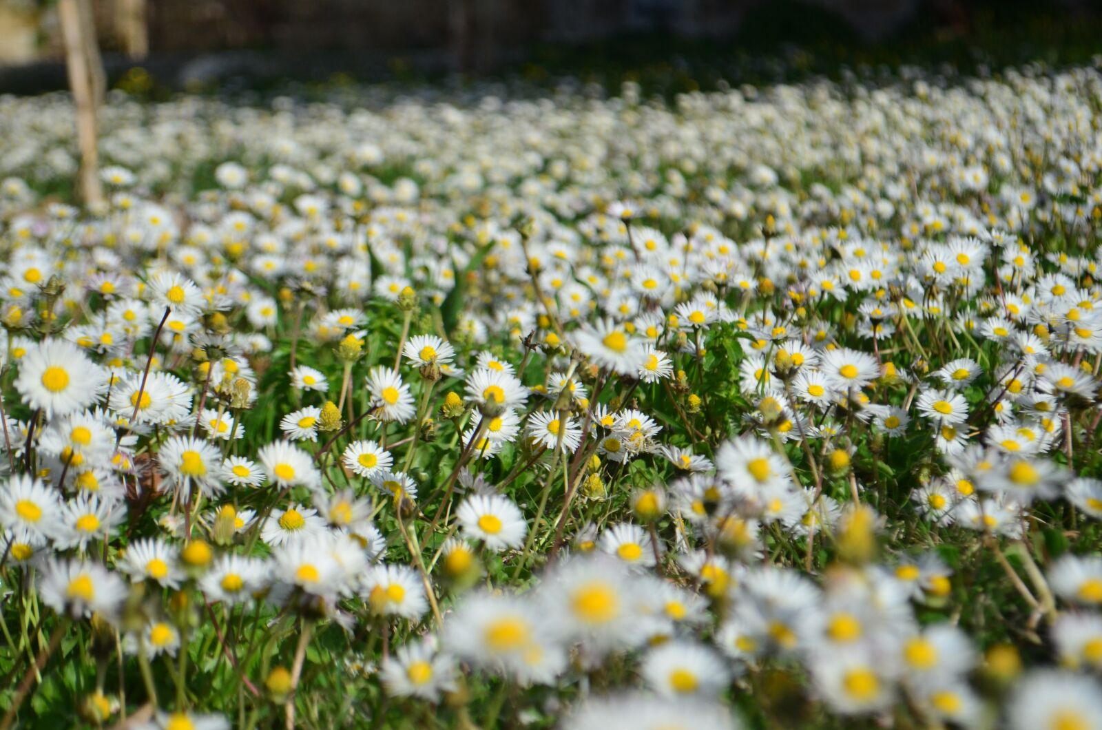 Nikon D5100 sample photo. Nature, plant, flower photography