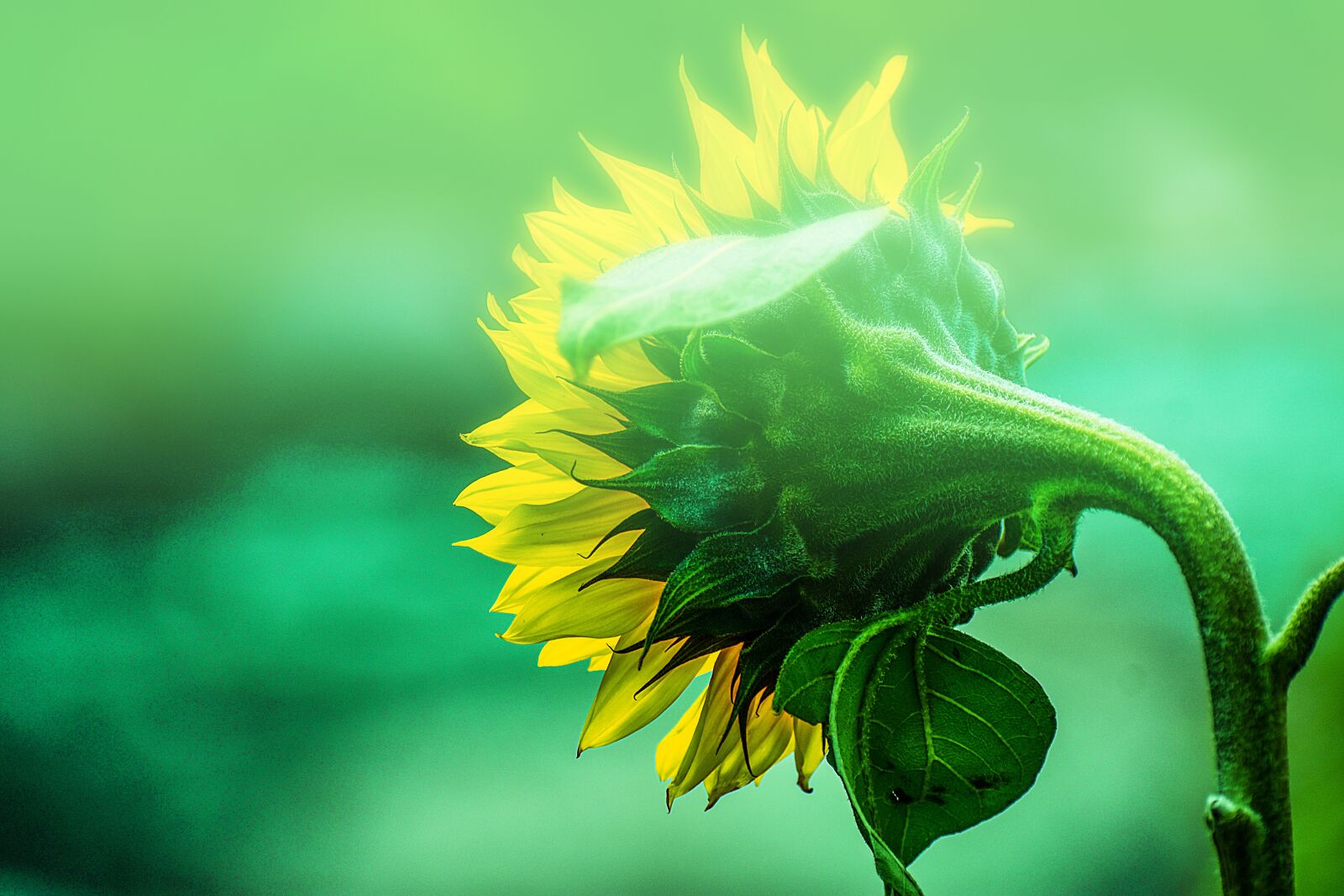 Nikon D3400 sample photo. Sunflower, flower, spring photography