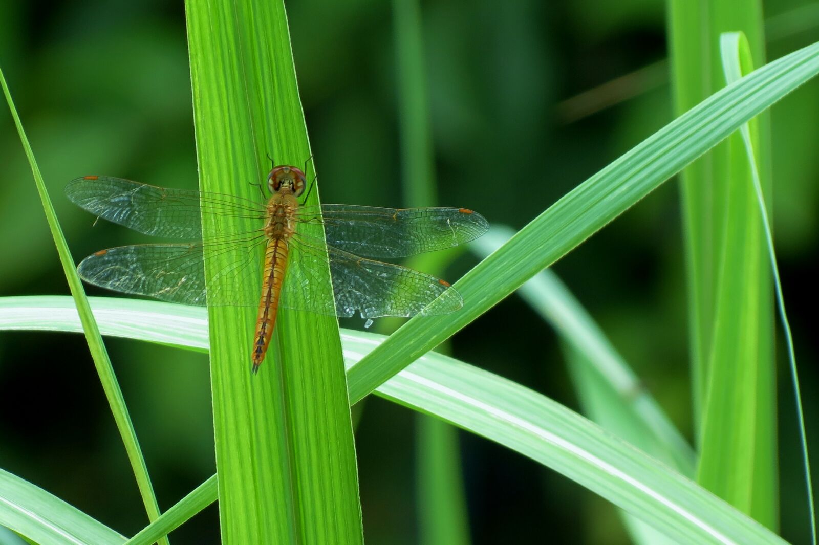 Canon PowerShot SX40 HS sample photo. Insect photography