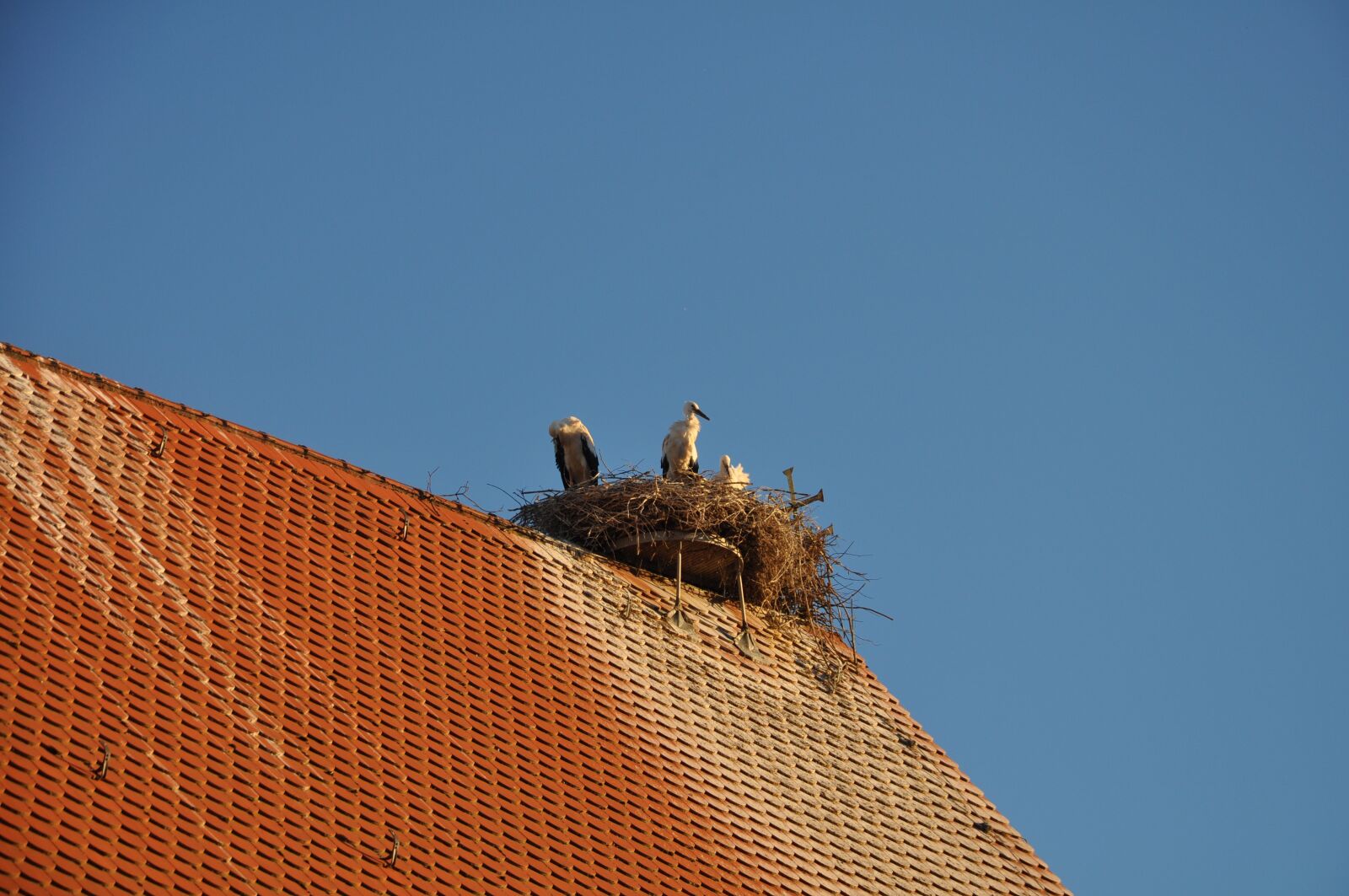 Nikon D5000 sample photo. Stork, sky, summer photography