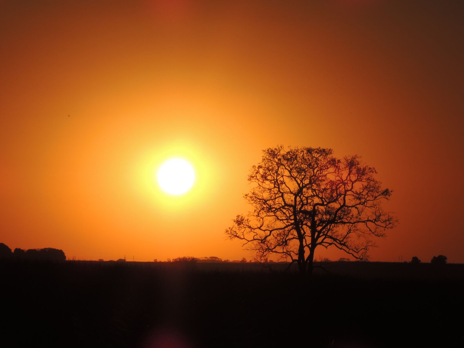 Nikon Coolpix P510 sample photo. Sol, tree, by photography