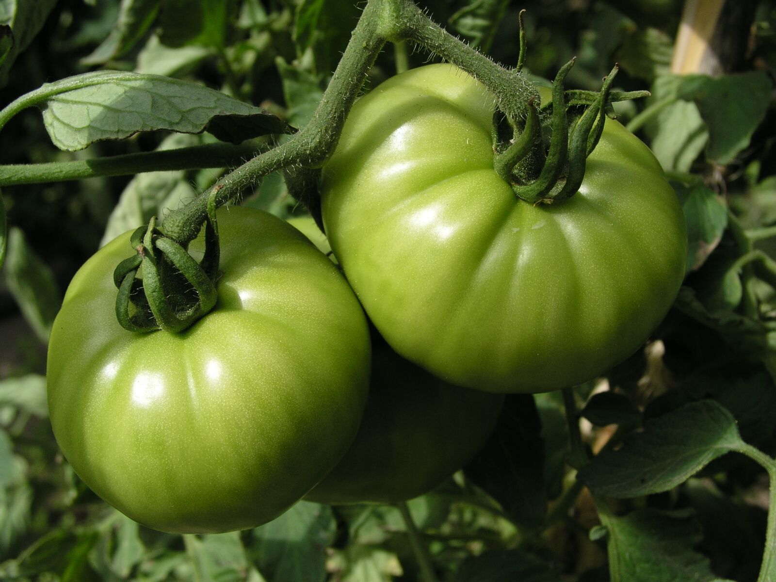 Olympus C5050Z sample photo. Tomatoes, green, vegetables photography