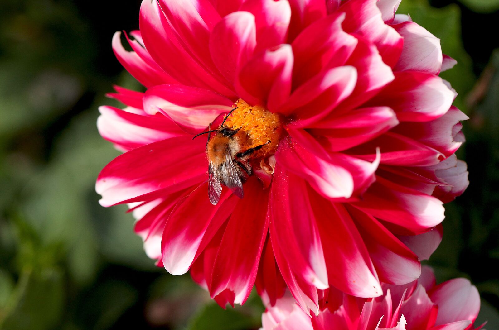 Canon EOS 5D Mark II sample photo. Flower, georgia, garden photography