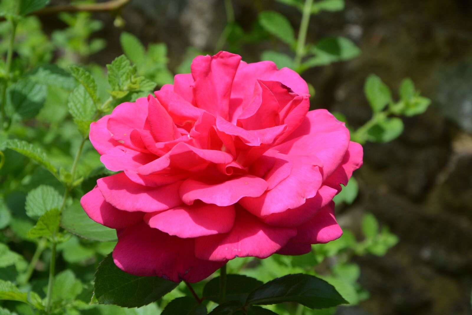 Nikon D5200 sample photo. Pink, rose thorn, shrub photography