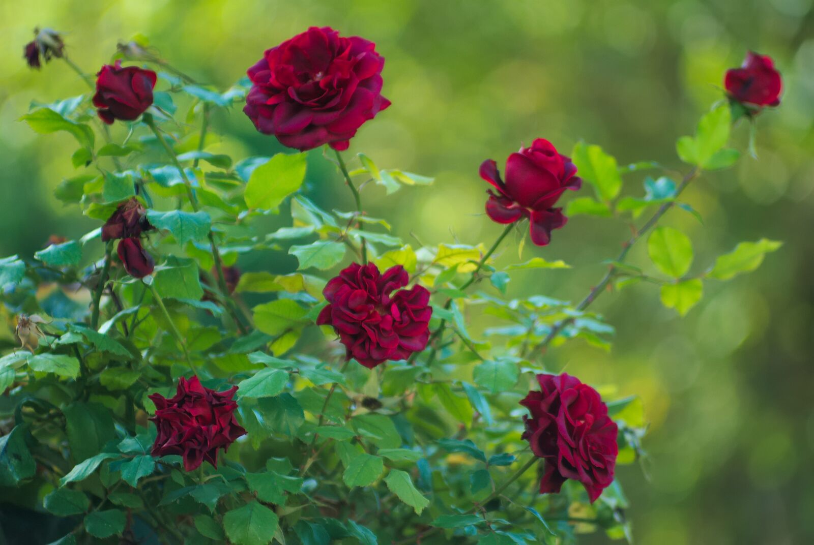 Nikon D200 sample photo. Rosa, flower, flowering photography