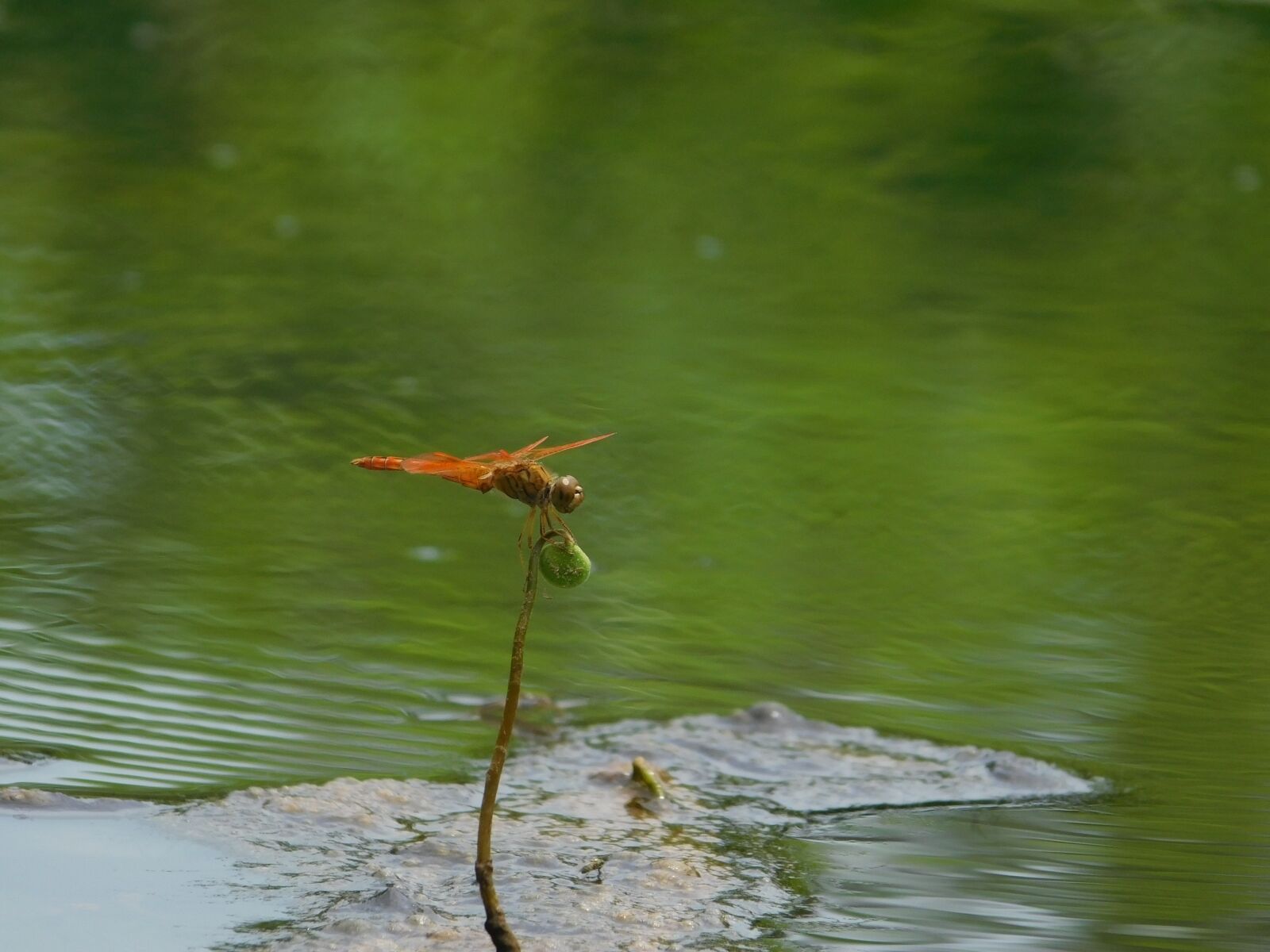 Nikon Coolpix L840 sample photo. Water, air, green water photography