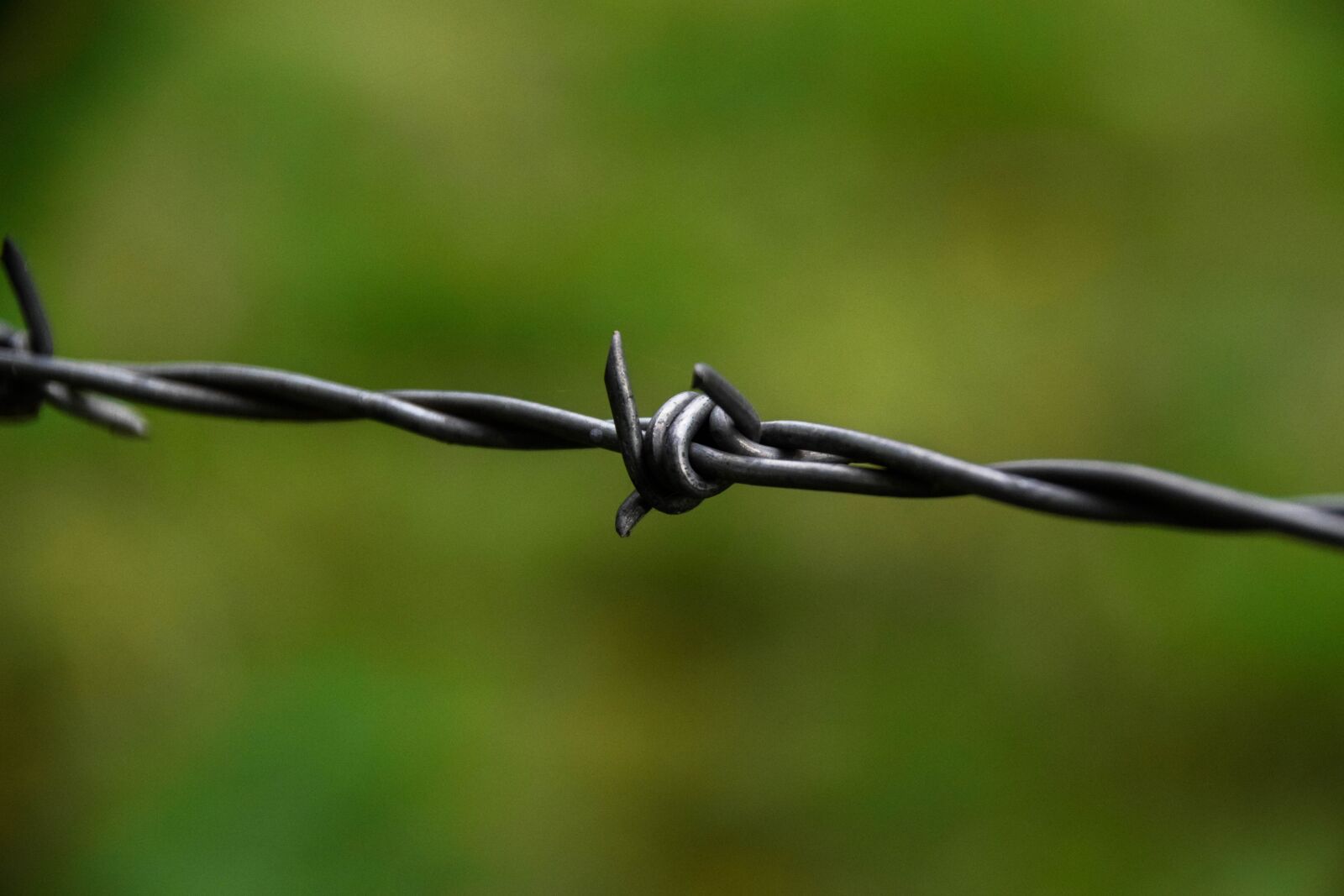 Nikon D3300 sample photo. Barbed wire, wire, fence photography